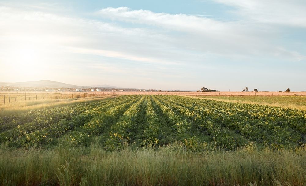 Empty farm, landscape and crops in environment