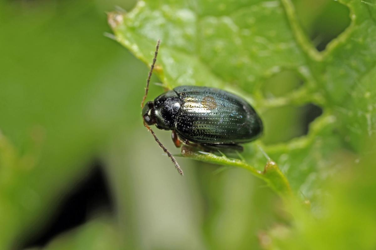 cabbage stem flea beetle