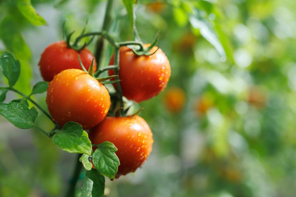 Tomatoes