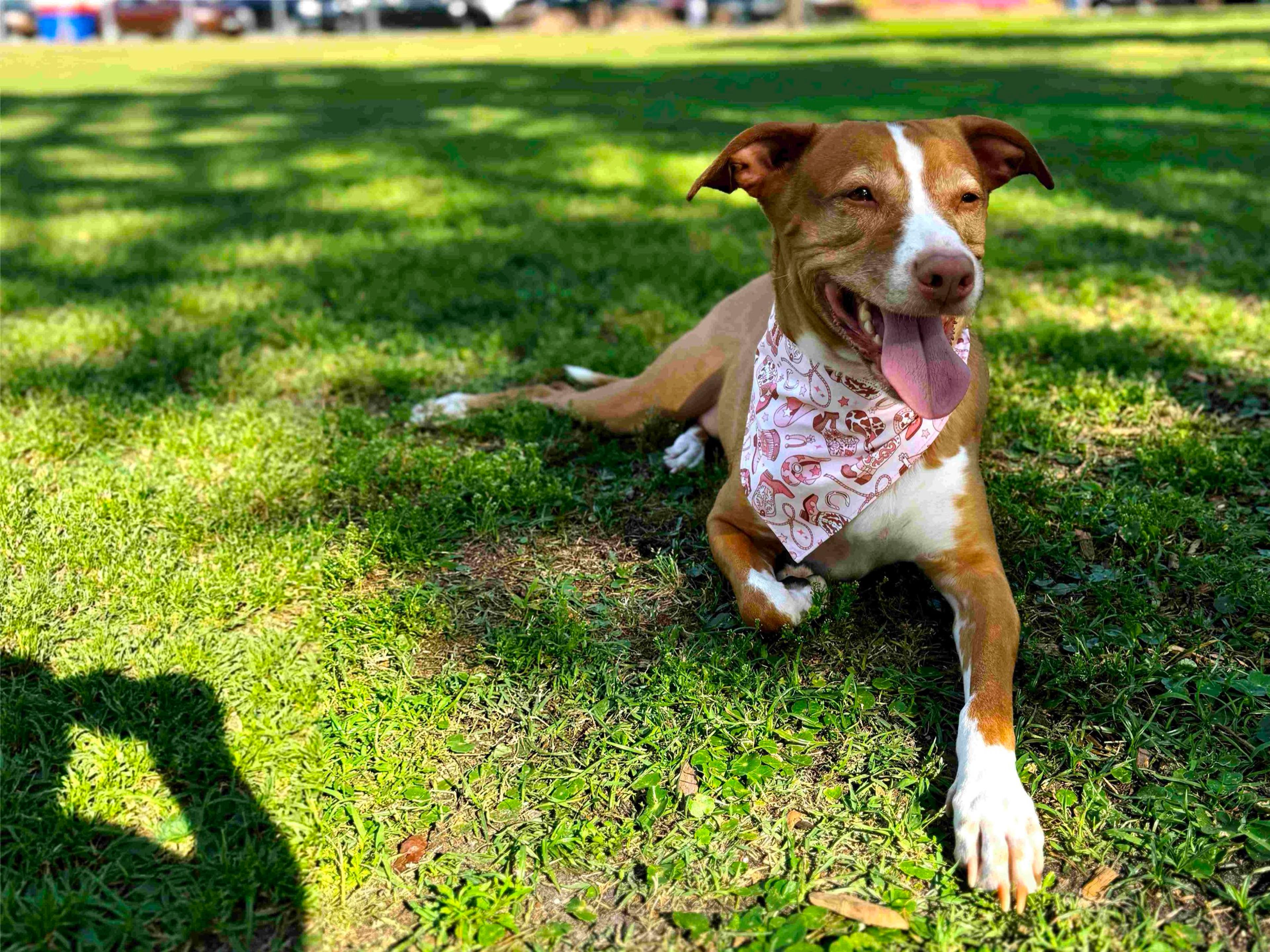 Smiling dog wearing a pink personalized bandana, lying in the grass