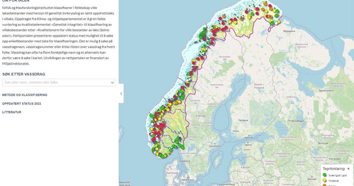 New digital portal shows interbreeding between wild and farmed Atlantic ...