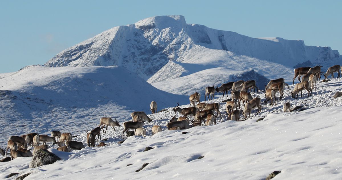 Wild Reindeer Threatened by Inbreeding and Genes from Semi-Domesticated ...