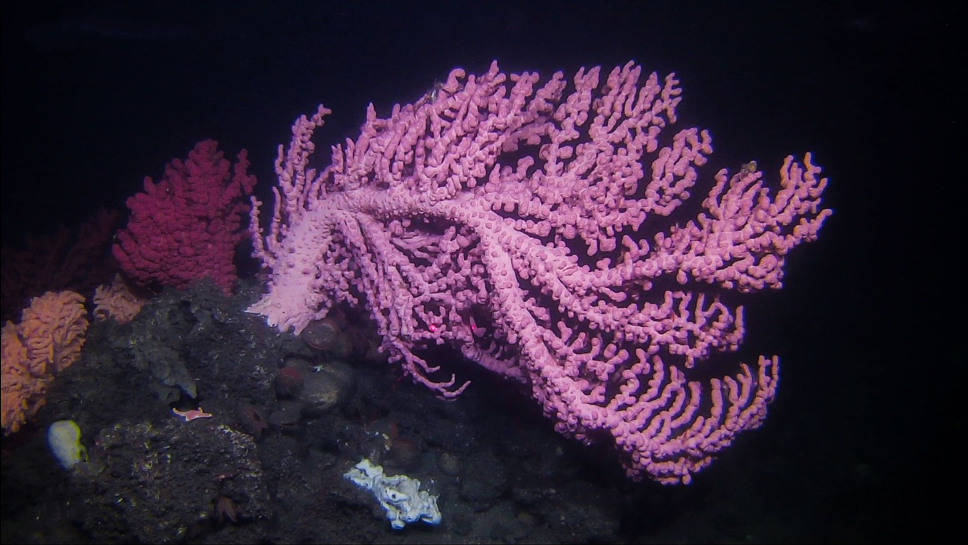 Cold-water corals