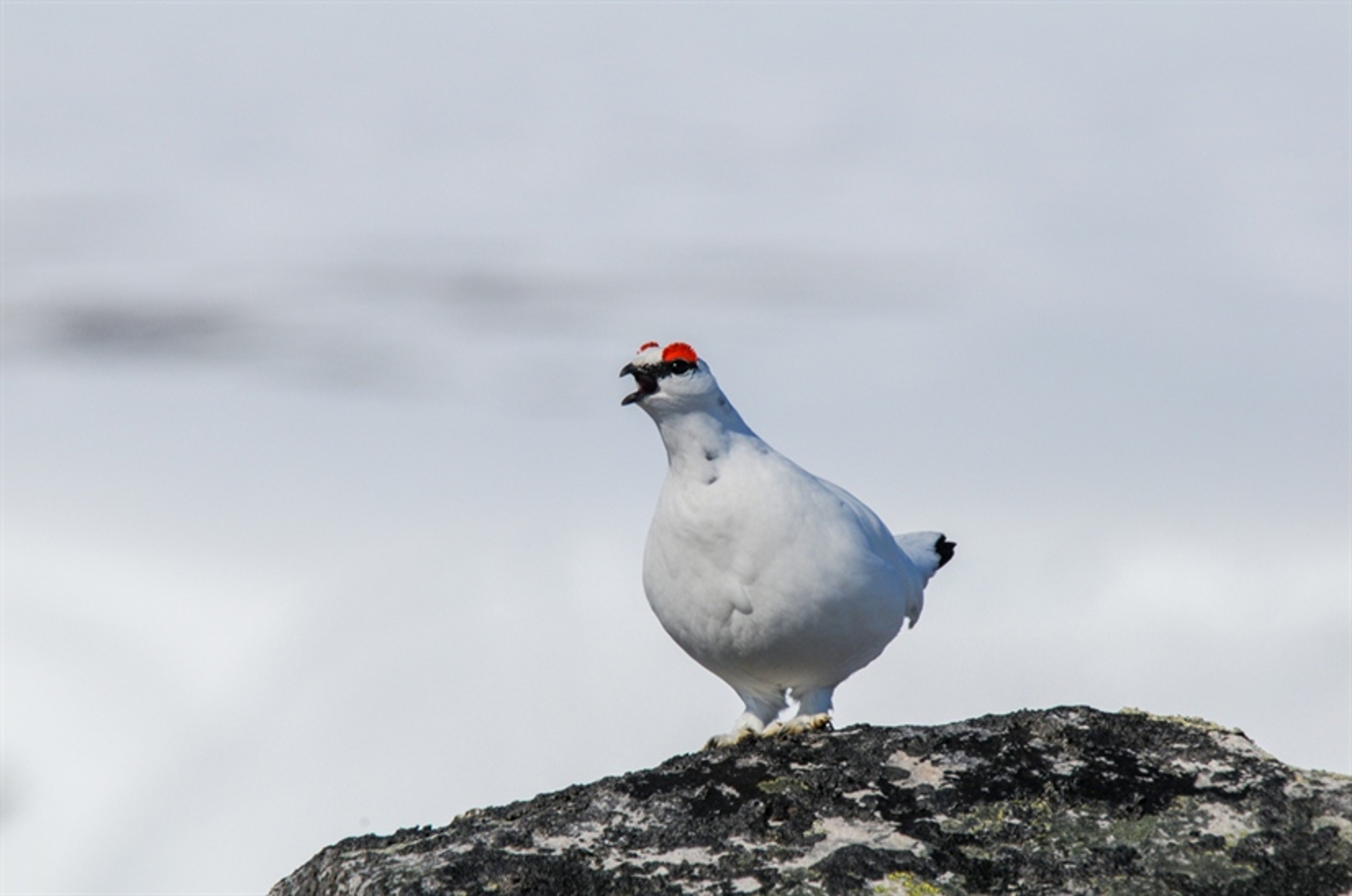 Lyd gjør det mulig å overvåke fjellrypa