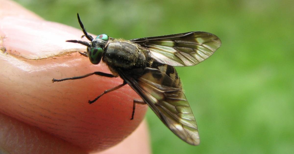 Insectaer Insekter