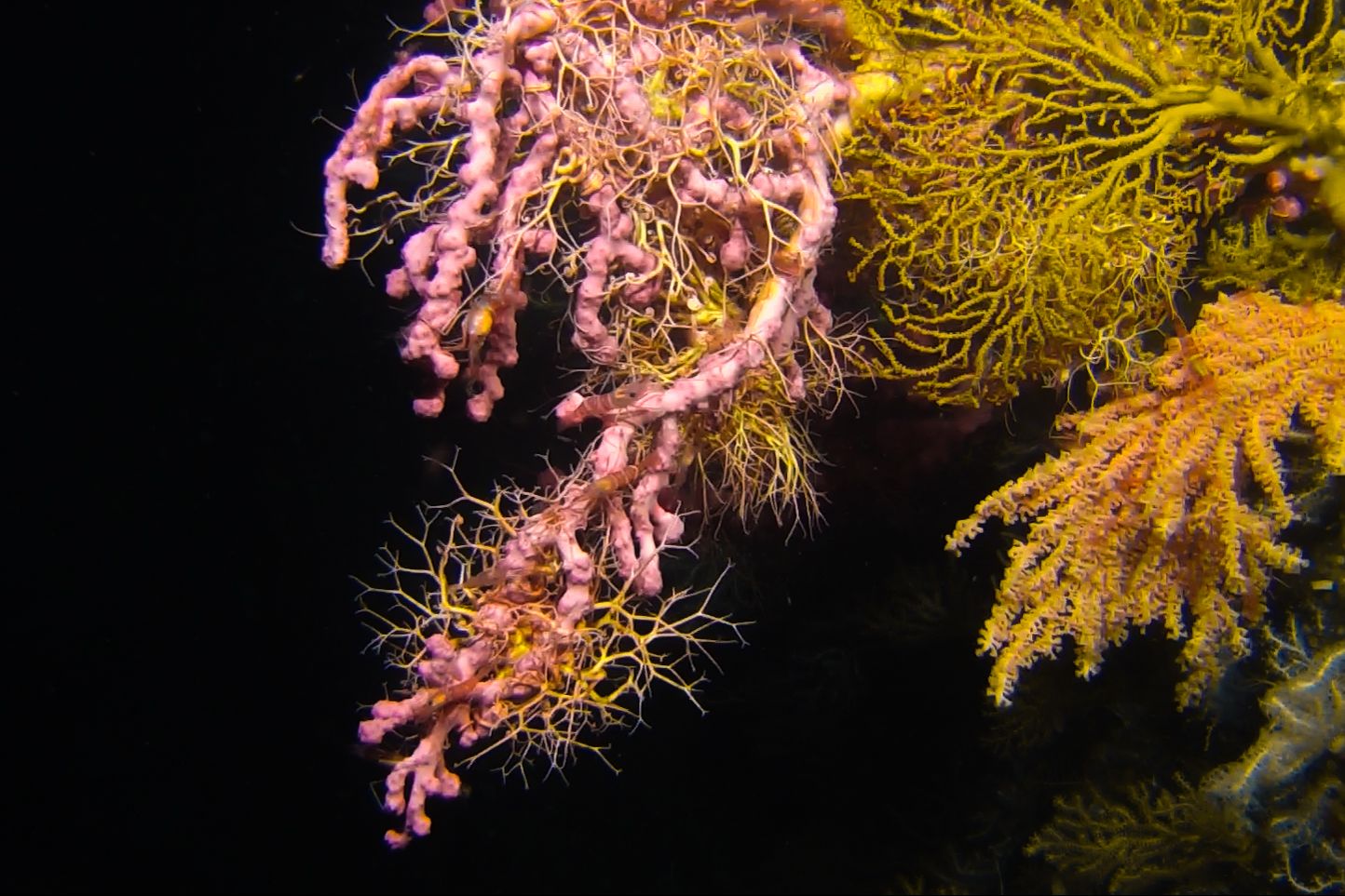 Cold-water corals
