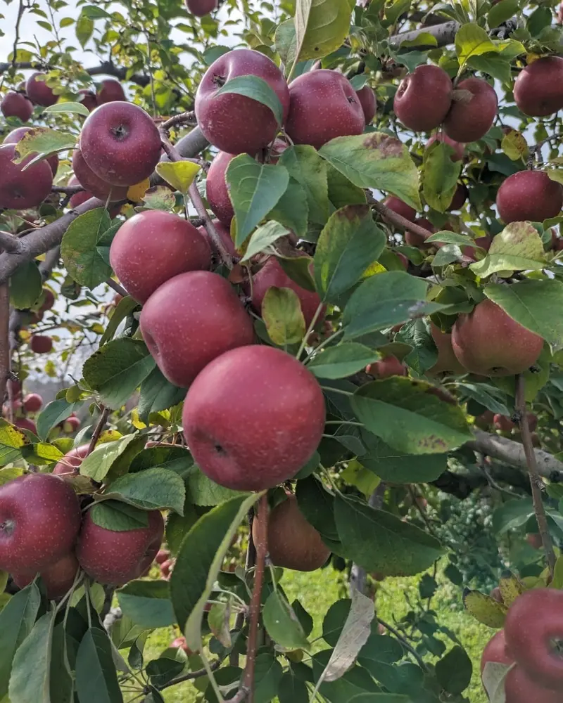 U-Pick Apples