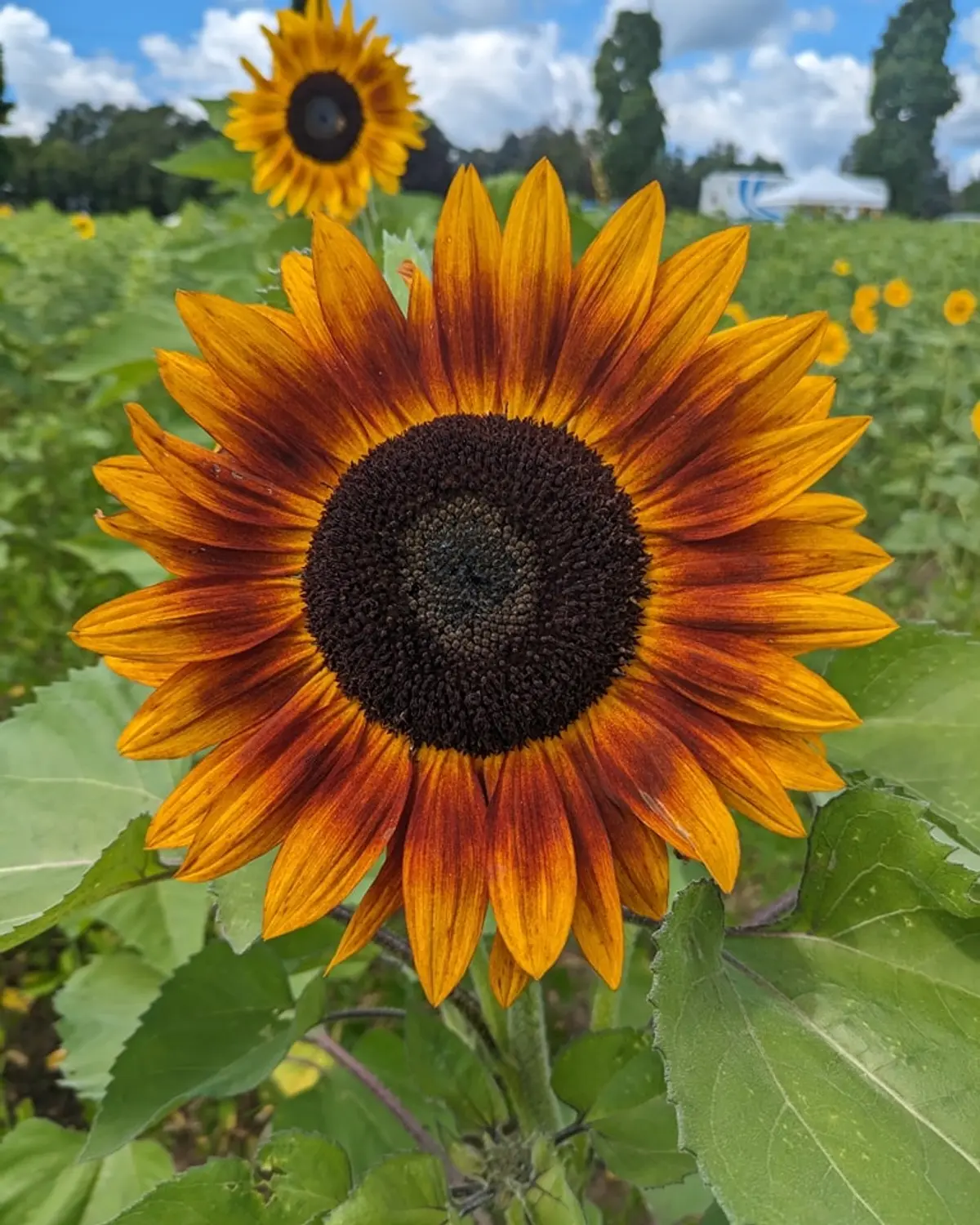 Sunflower Field Opening