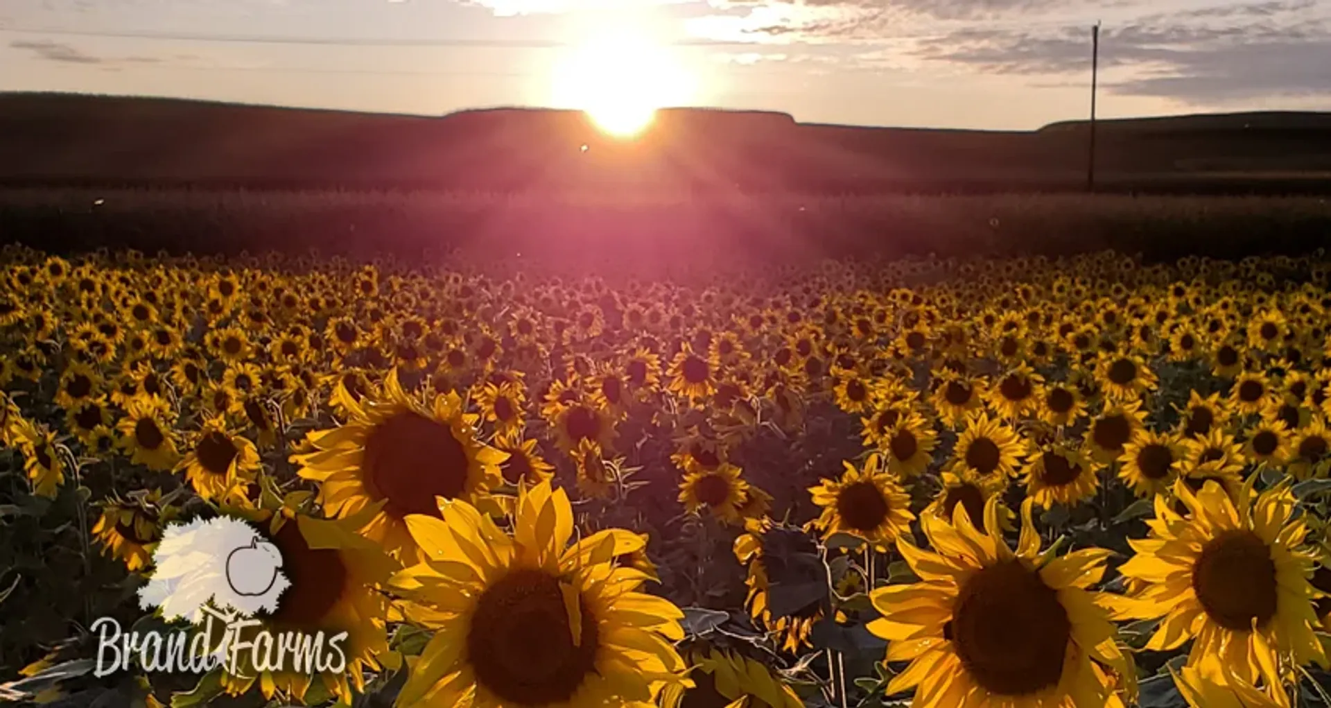 Sunflower field at Brand Farms
