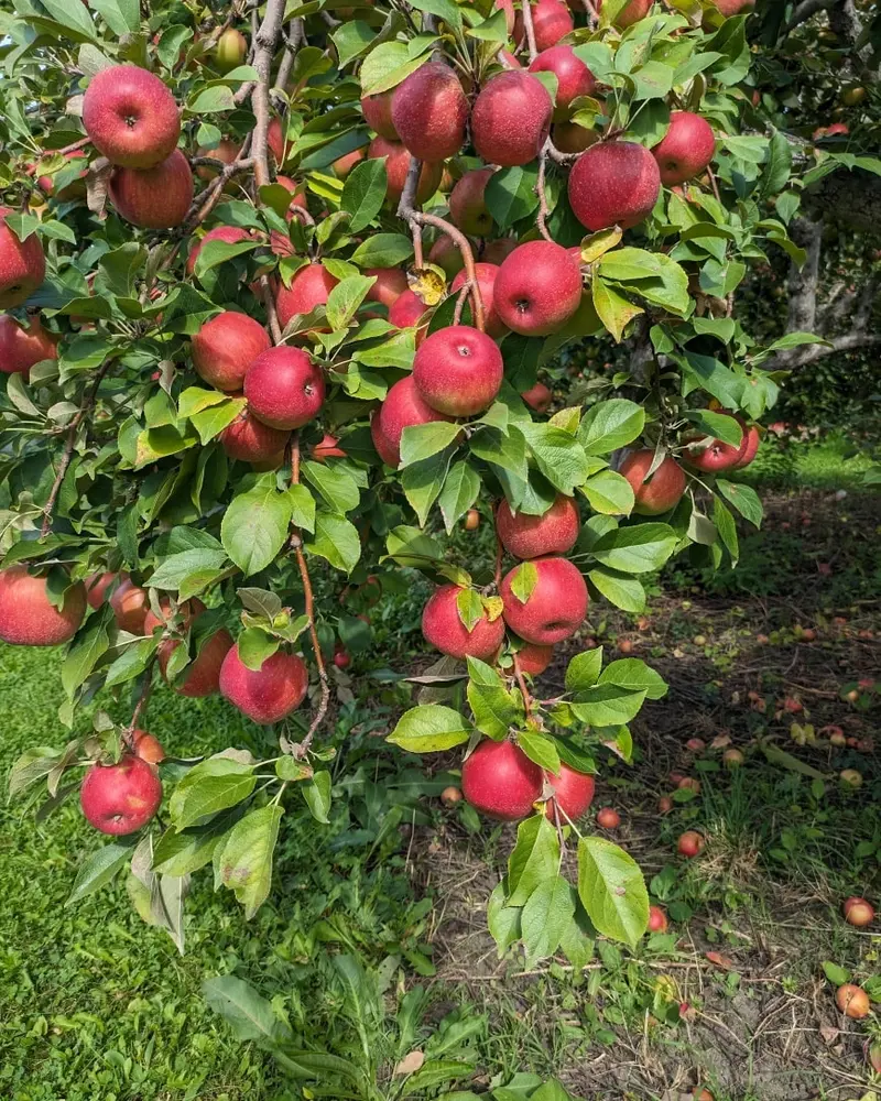 U-Pick Apples