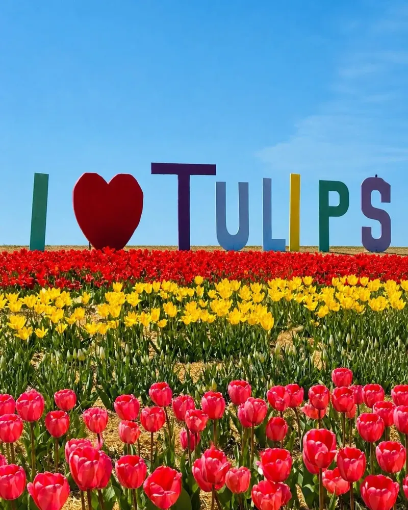 Mother's Day Weekend at the Tulip Festival