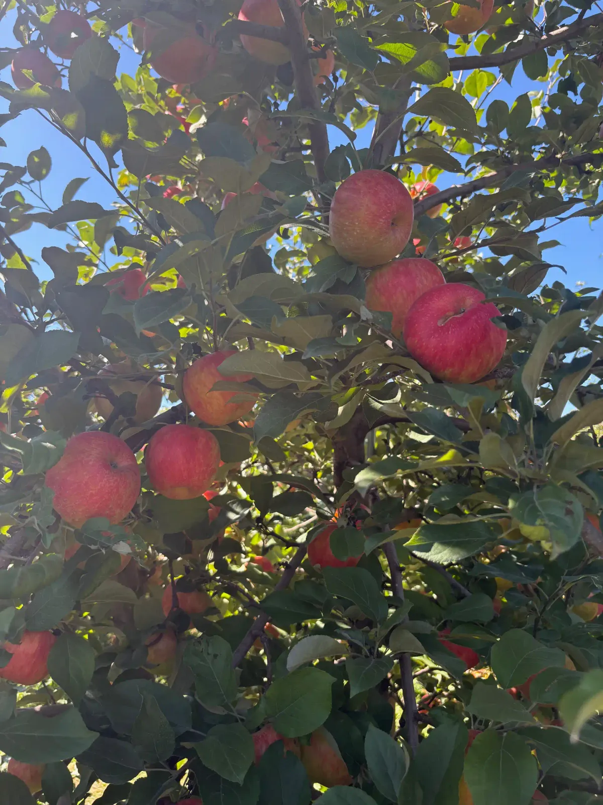 U-Pick Apples