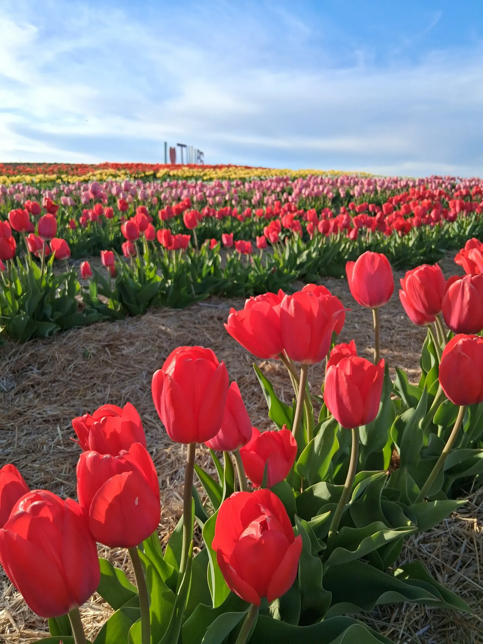 The First Annual Tulip Festival