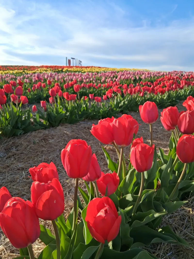 Mother's Day Weekend at the Tulip Festival