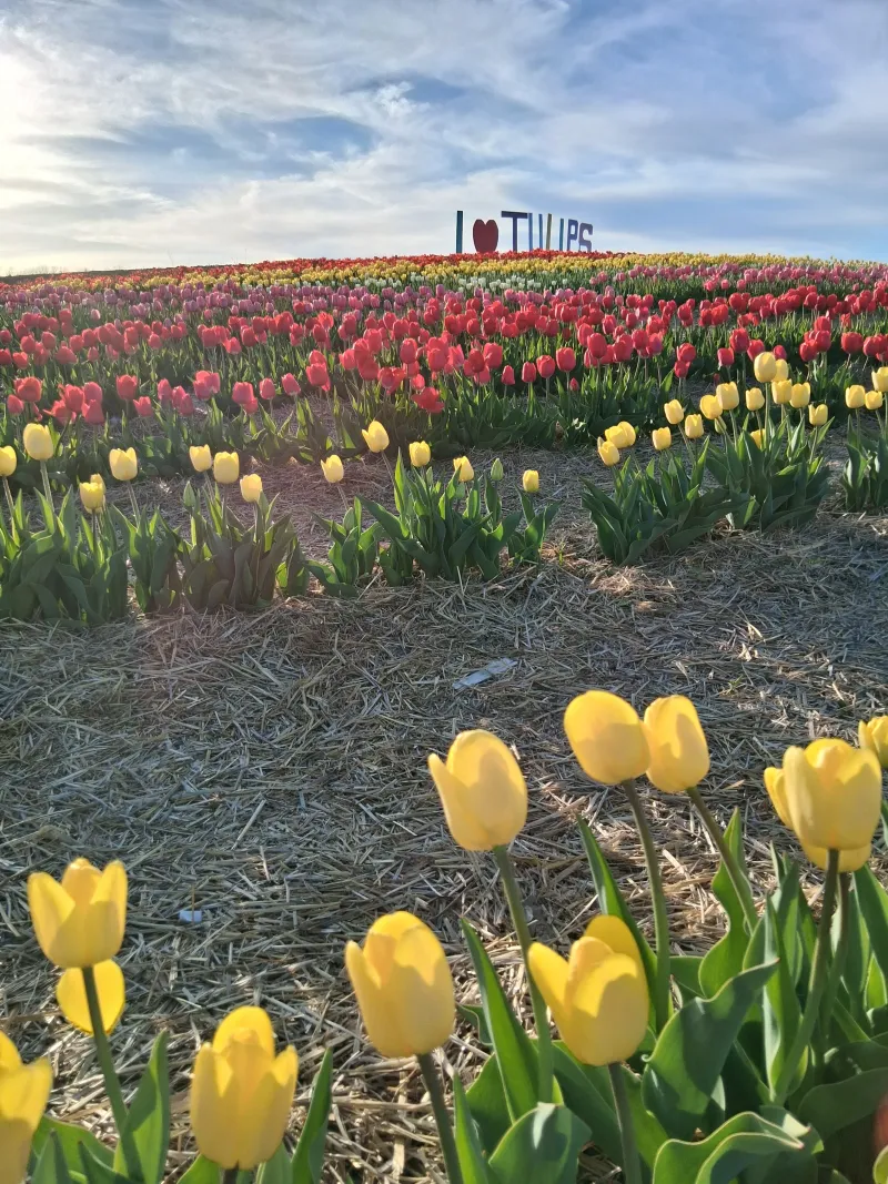 The First Annual Tulip Festival