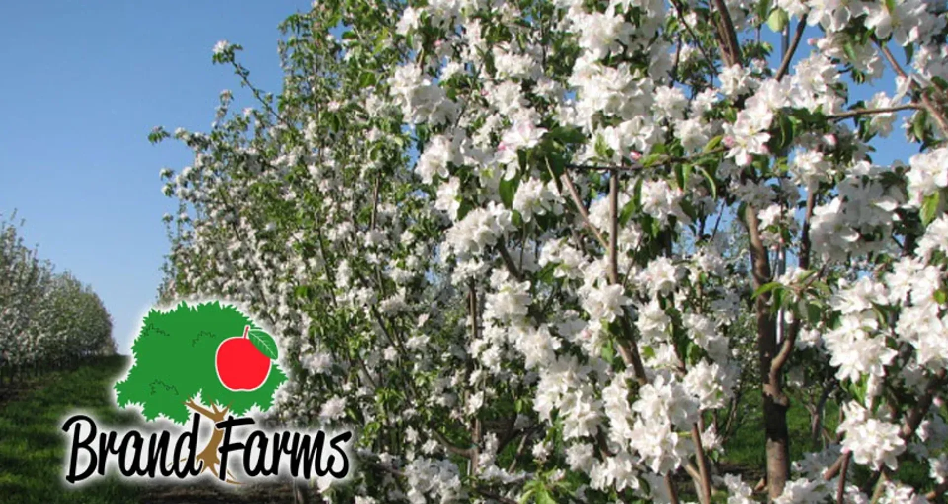 Ripe apples in the Brand Farms orchard