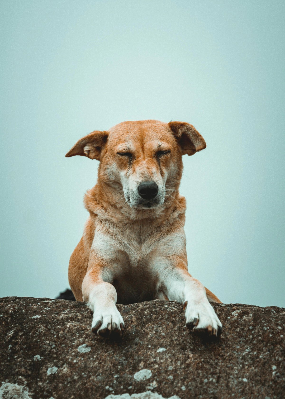 Dog perched on rock with eyes closed