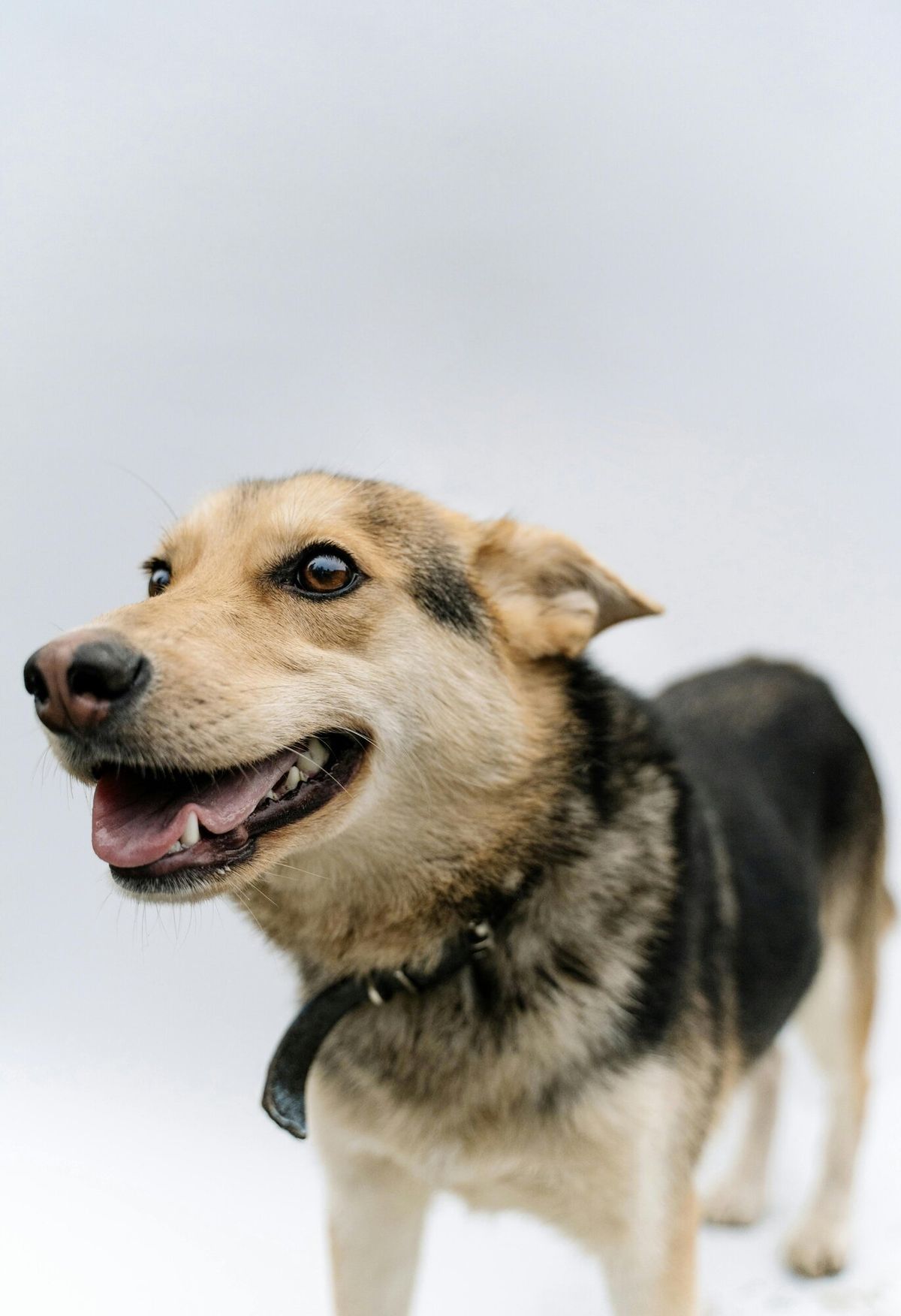 Dog in studio