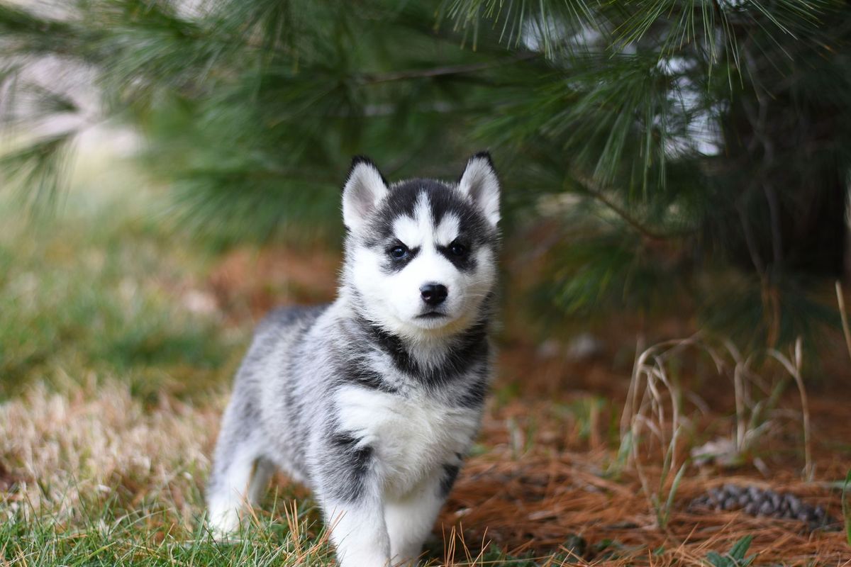 Dog looking curiously at the camera