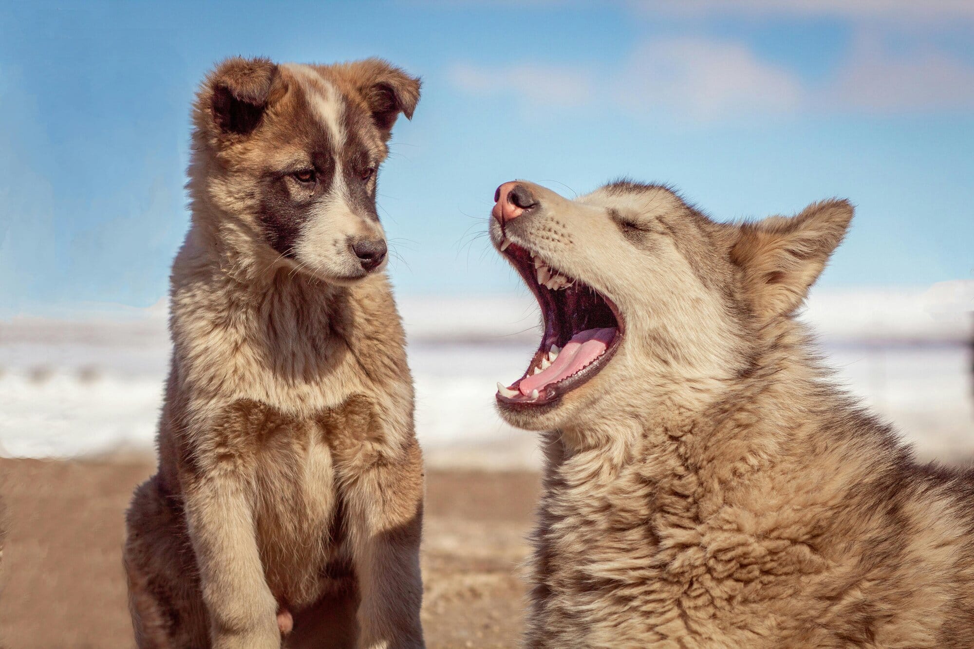 two huskies on the beach with one yawning and the other looking