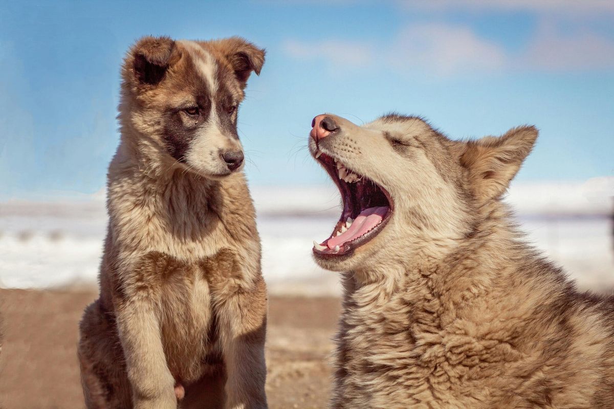 two huskies on the beach with one yawning and the other looking