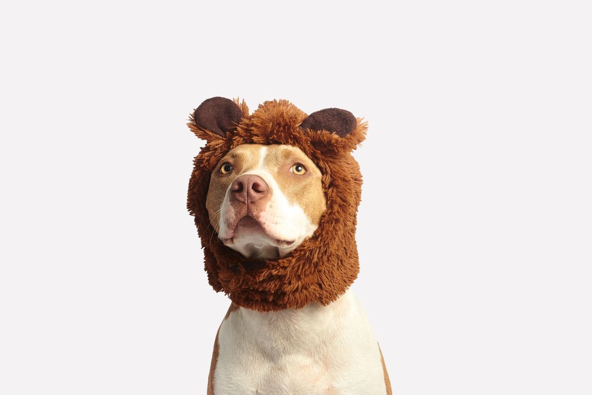 Dog portrait in natural light