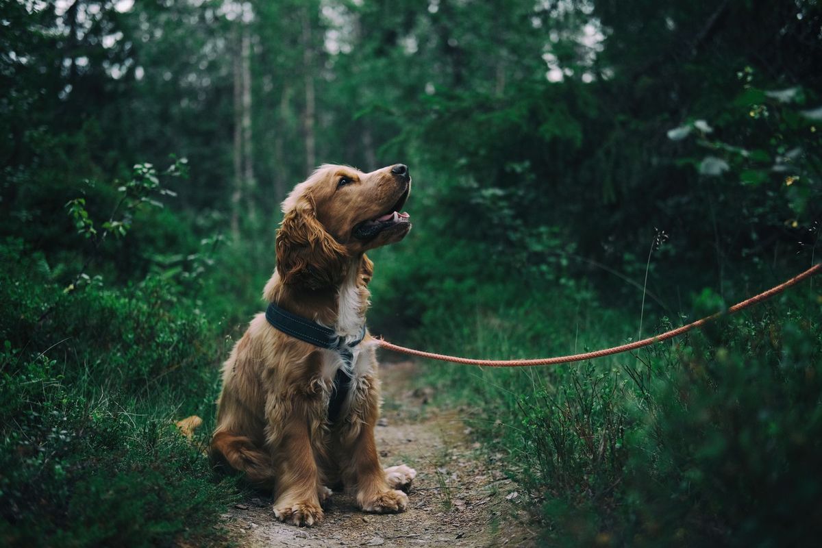 Dog running through an open field