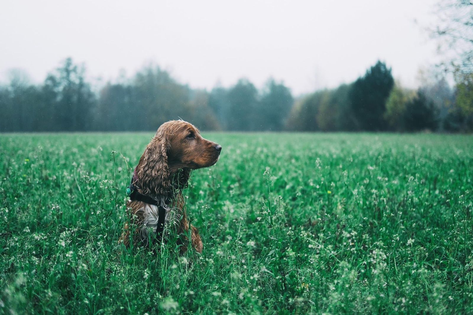 Dog running through an open field in warm afternoon light