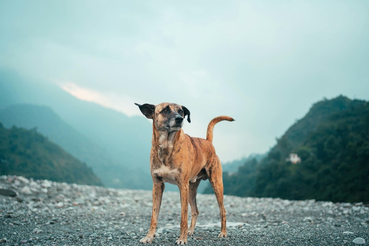 Dog standing on rocks with mountain background