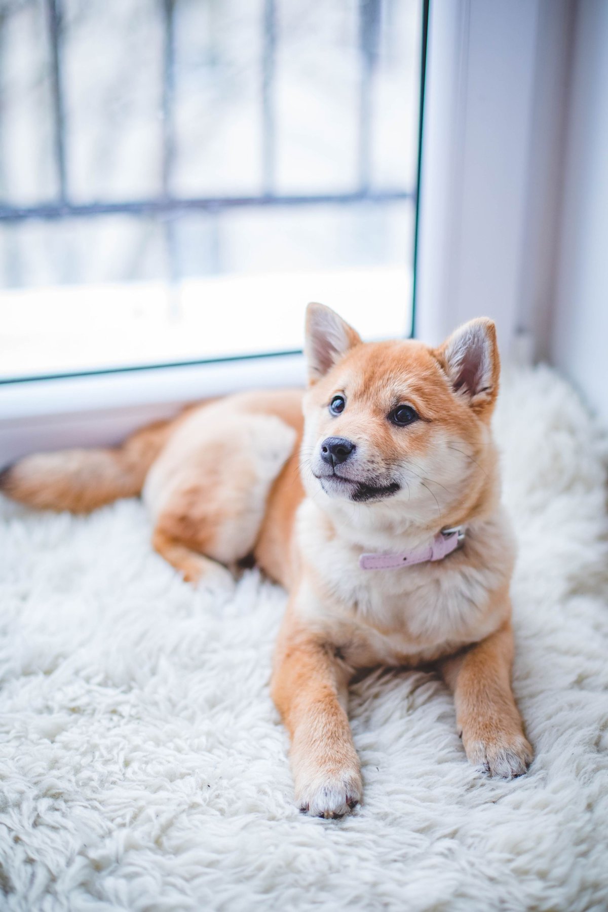 Playful dog in soft afternoon light