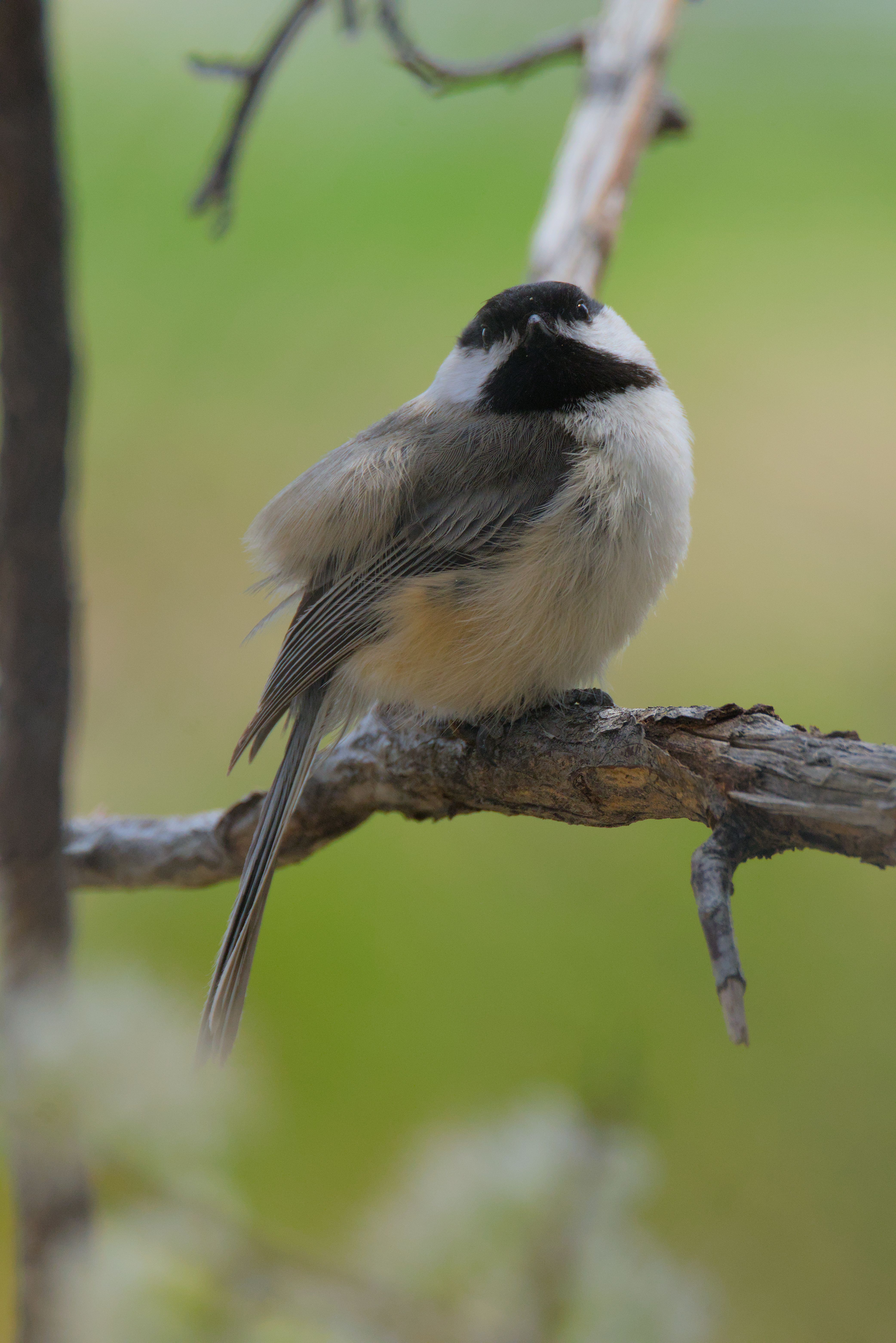 A chickadee staring straight at the camera with its head tilted