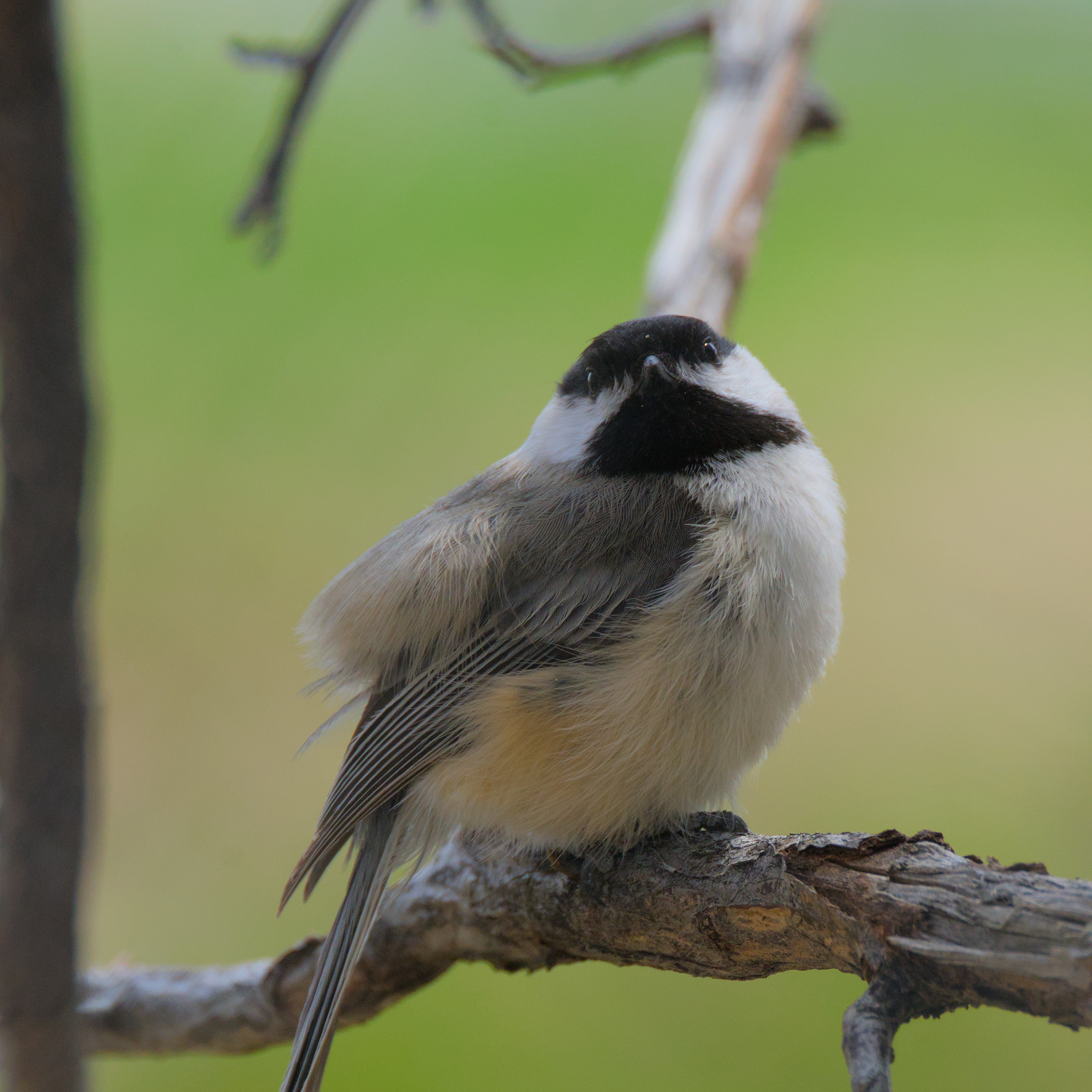 A chickadee staring straight at the camera with its head tilted