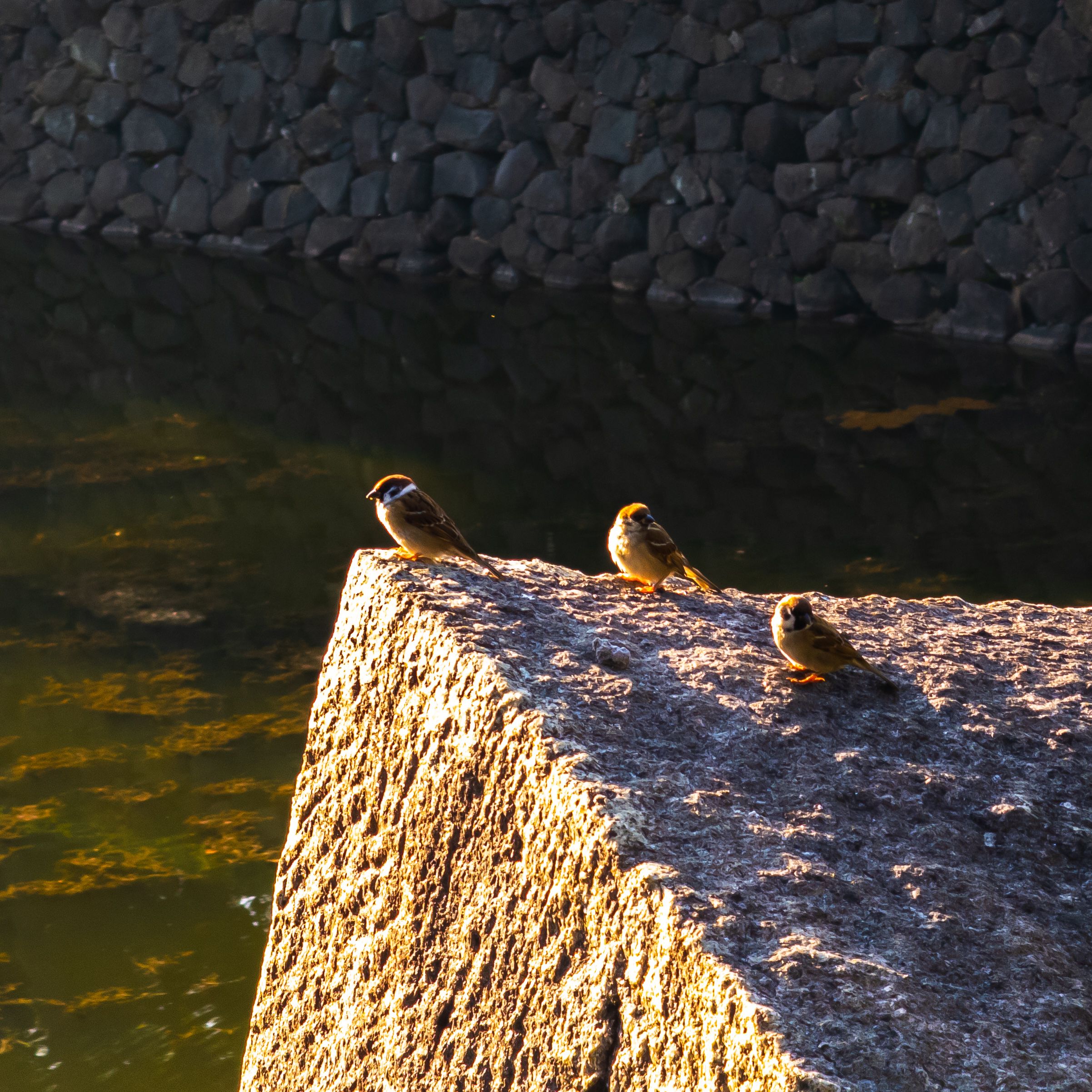 Three finches sitting on a rock at dusk