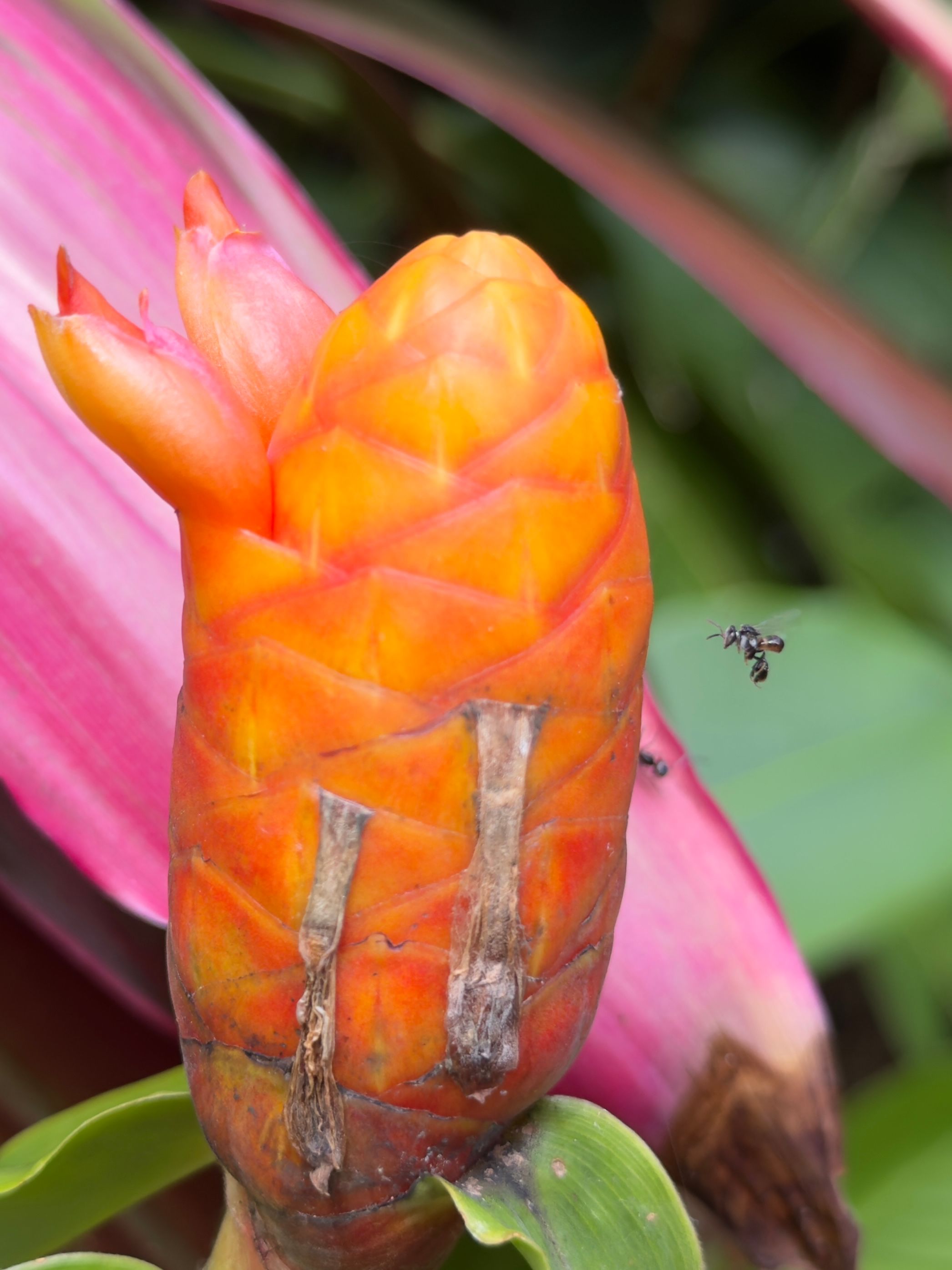A small flying insect hovering in front of an orange flower