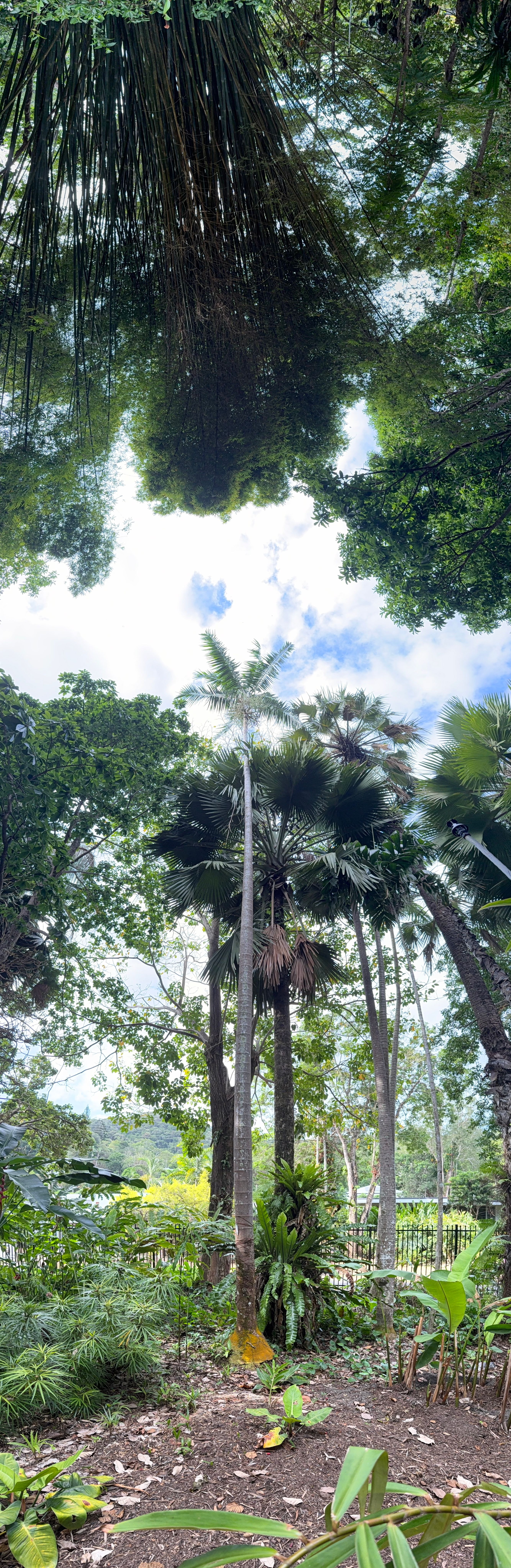 A vertical panorama of some palm trees