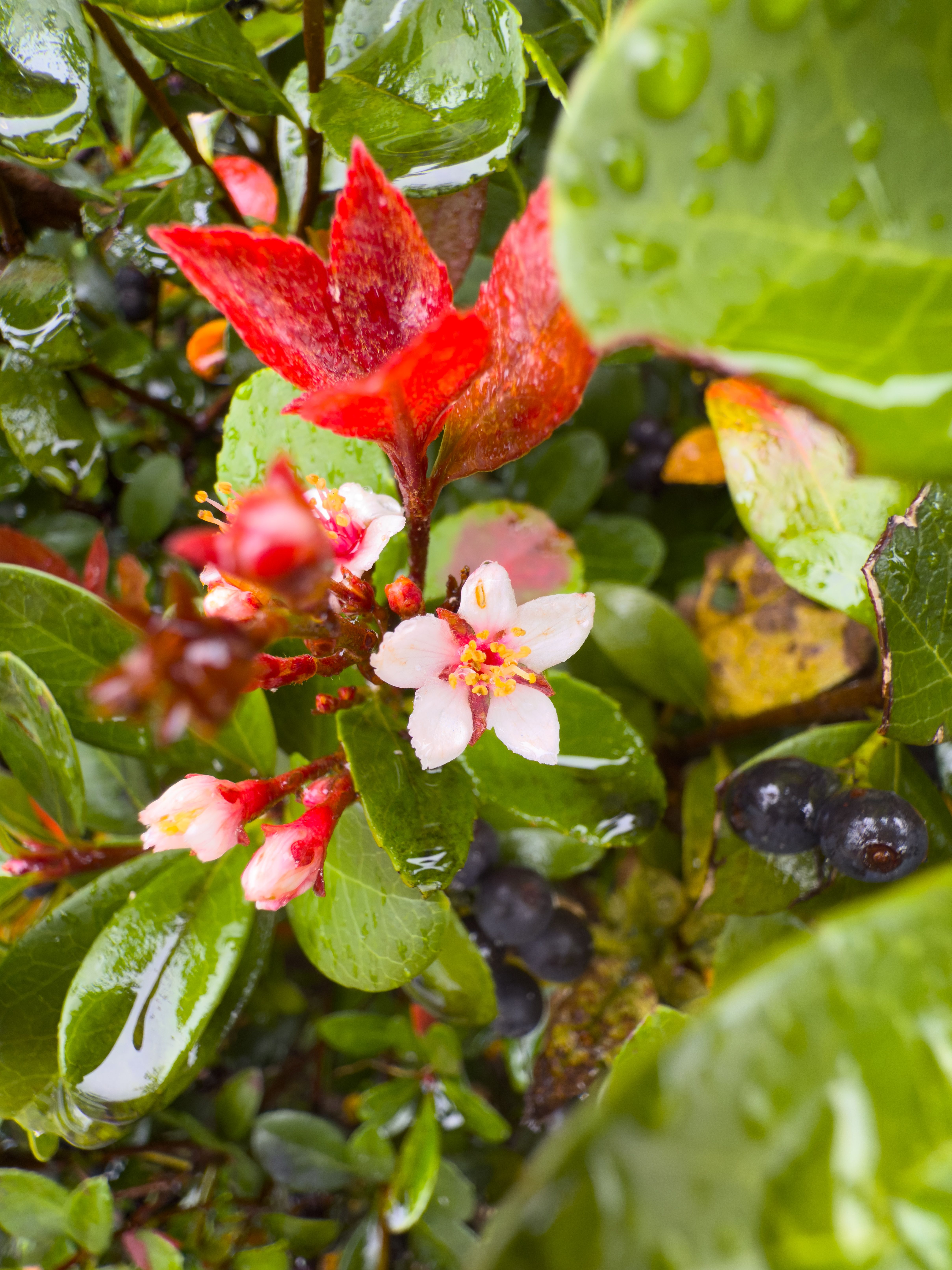 A closeup picture of a small white flower among red and green leaves with dark berries