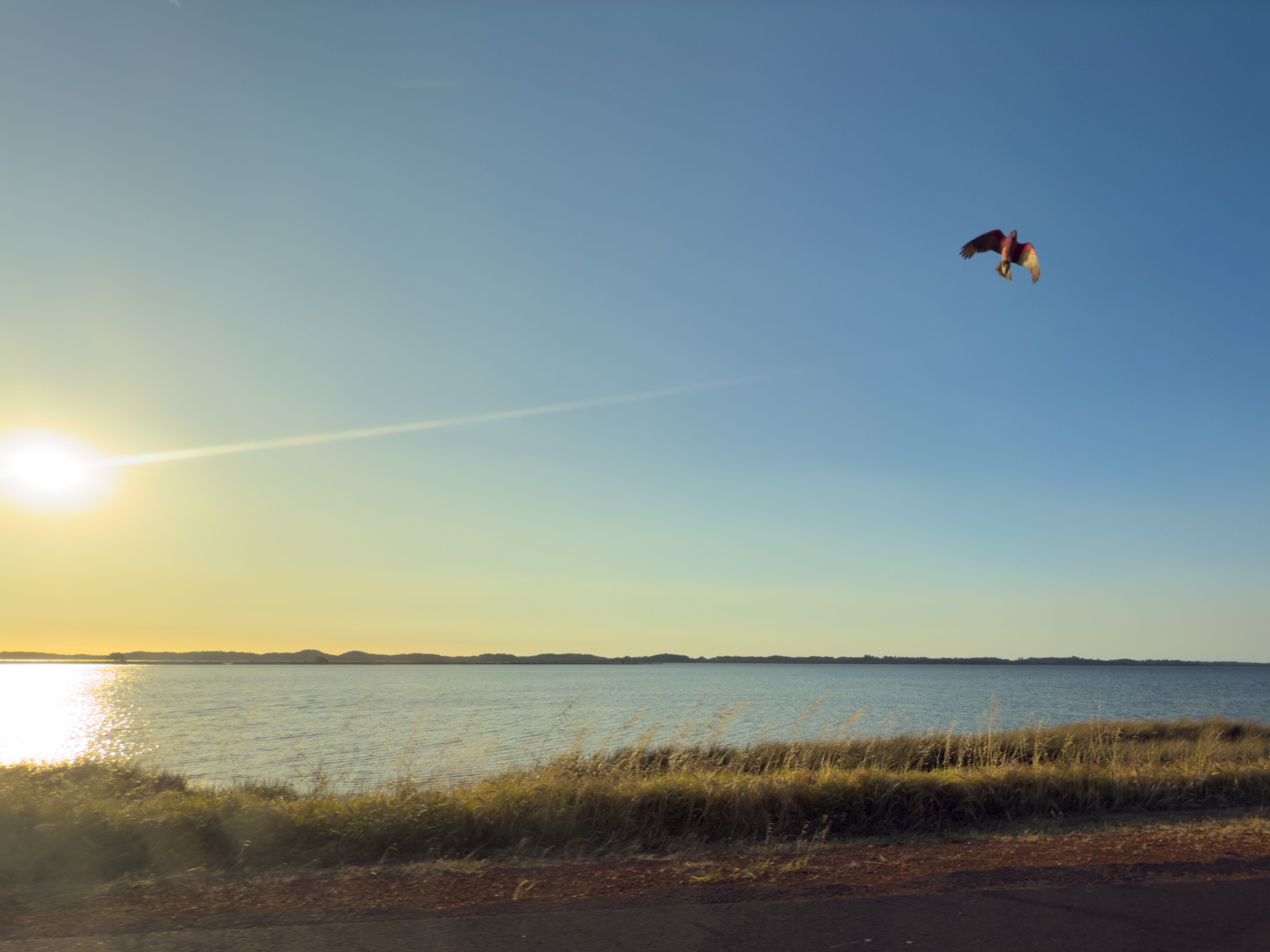 A sunset over a bay with a small red-bellied bird swooping up