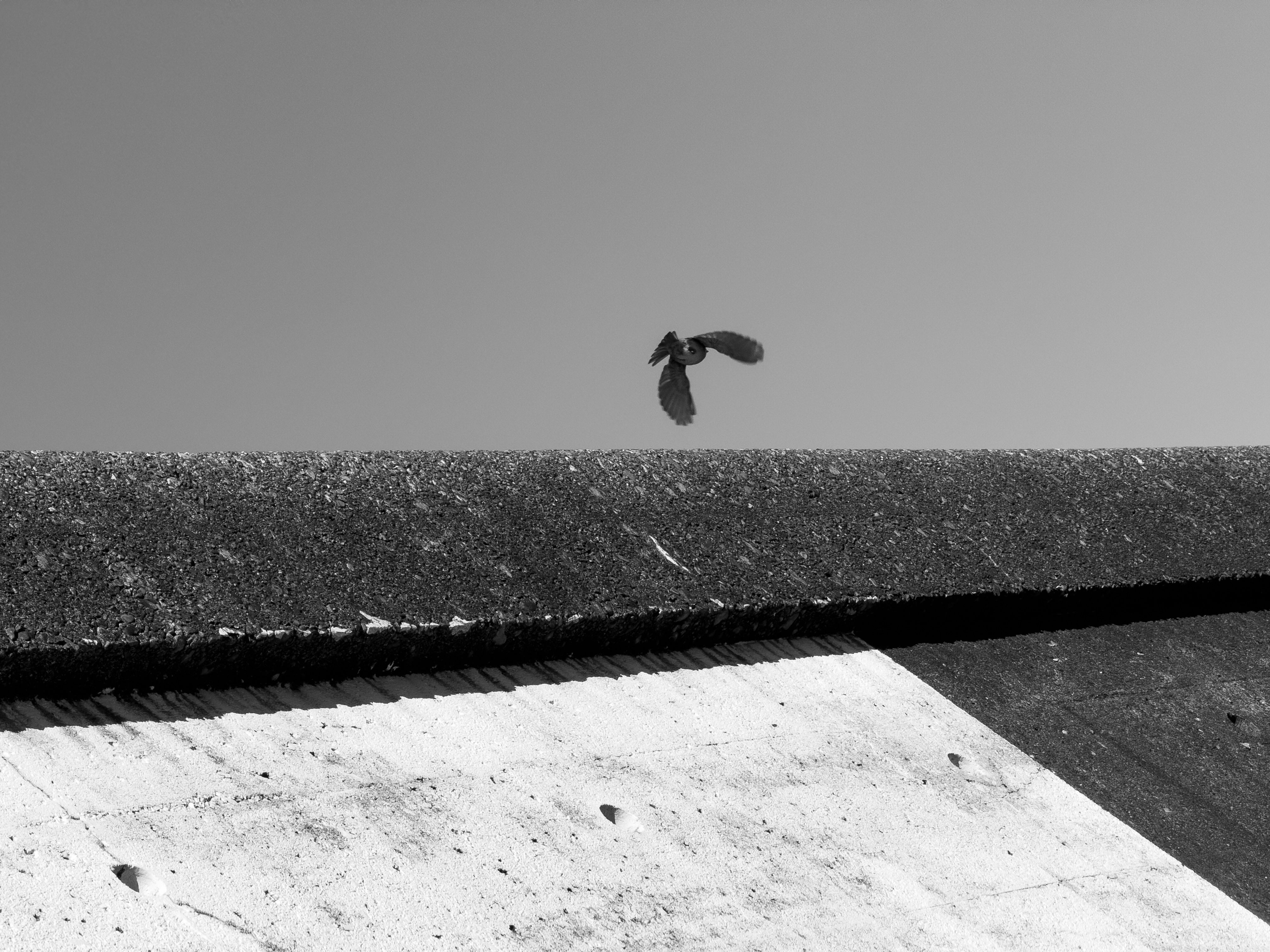 A black and white picture of a pigeon taking off from a half dark half white concrete wall