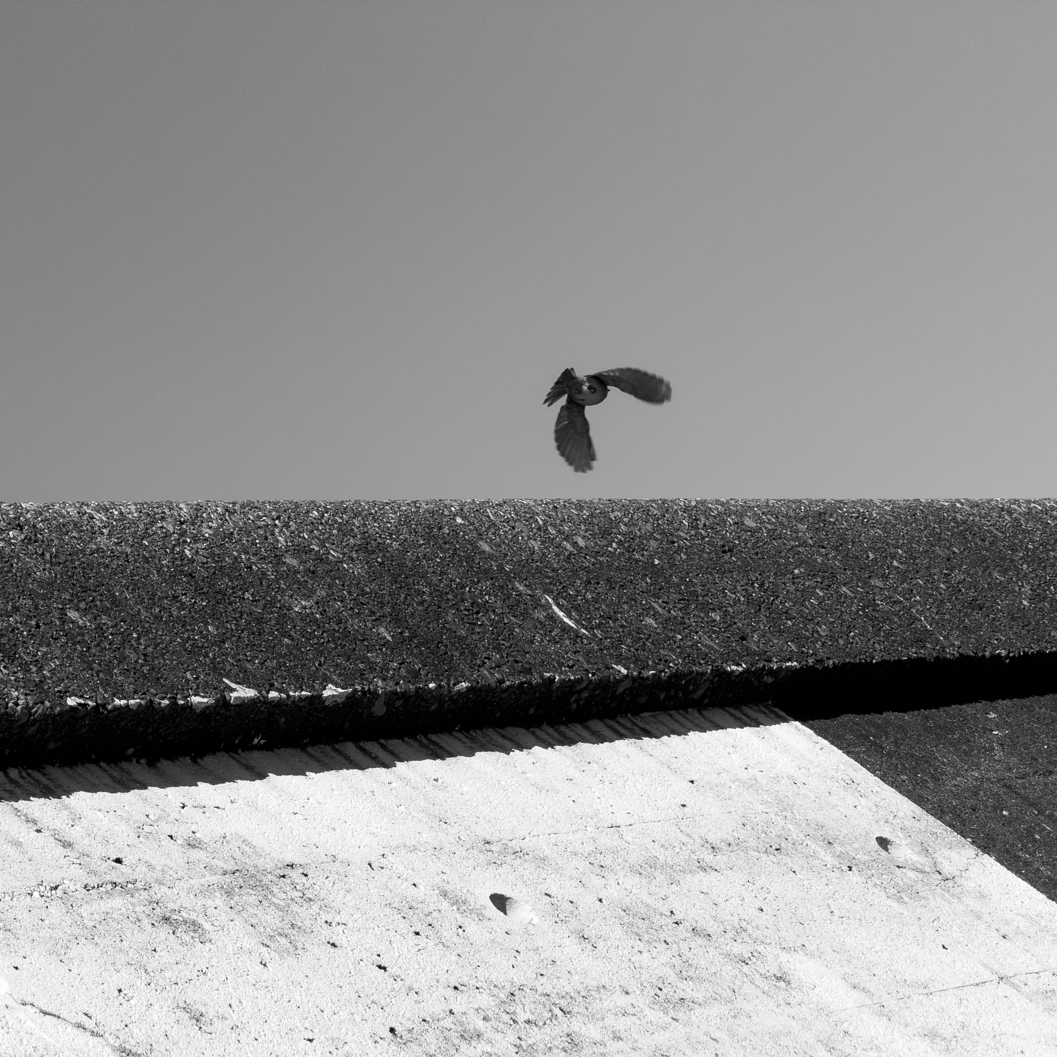 A black and white picture of a pigeon taking off from a half dark half white concrete wall