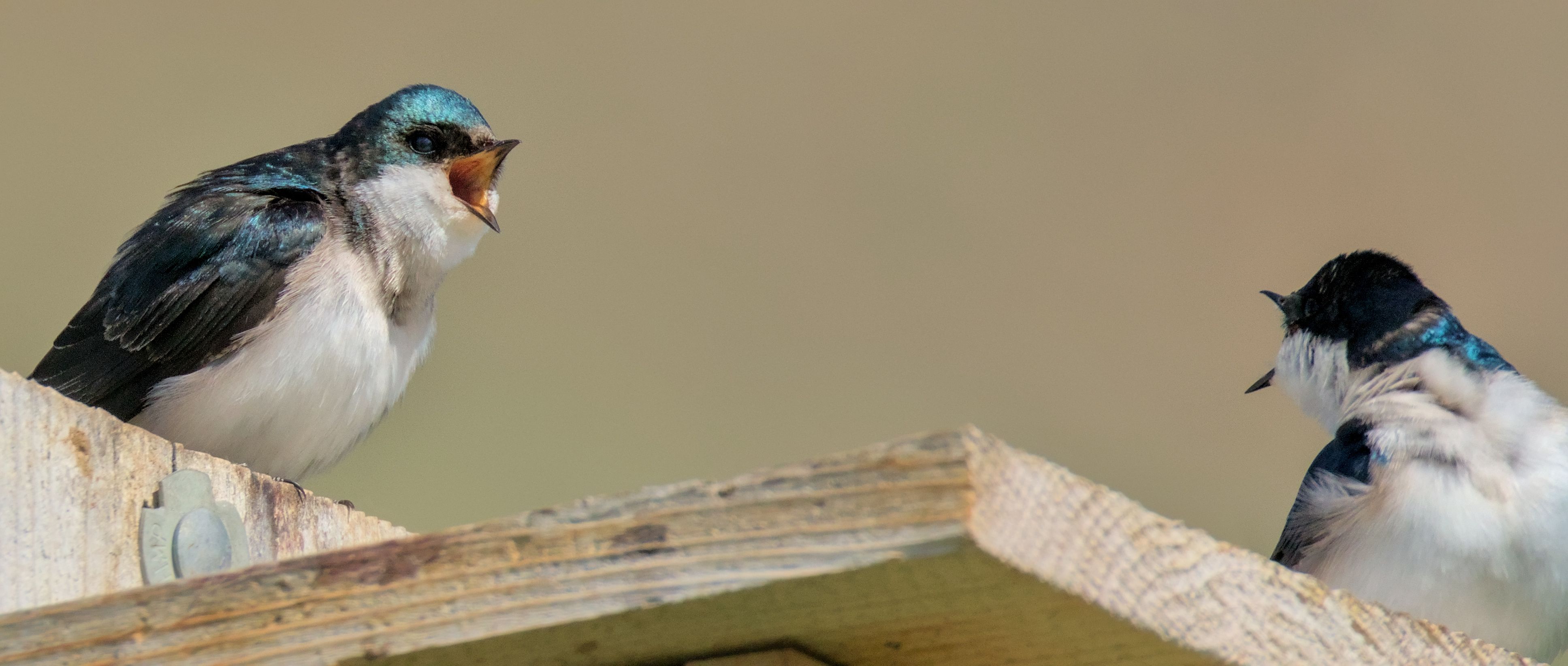Two house swallows on top of a birdhouse appearing to scream at each other