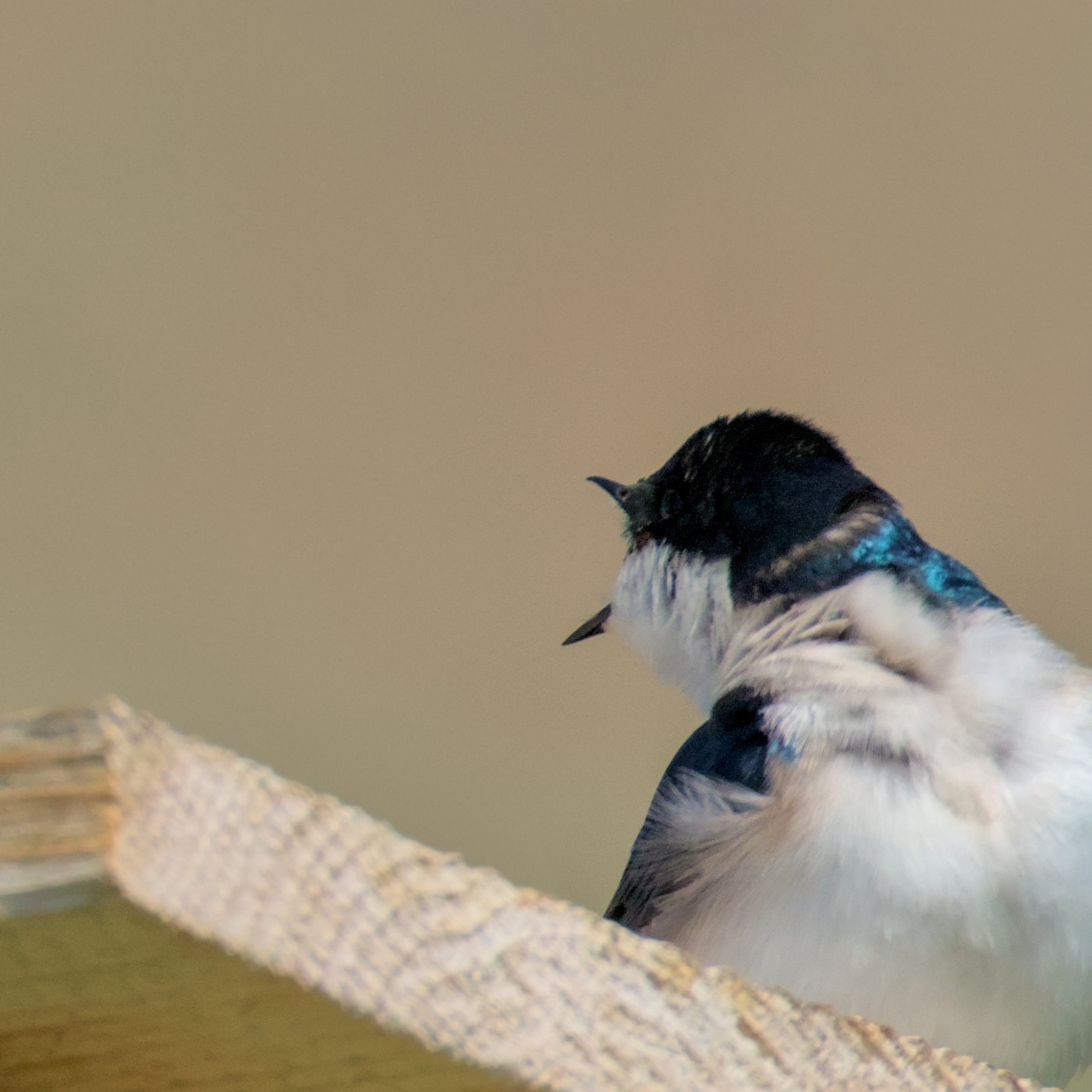Two house swallows on top of a birdhouse appearing to scream at each other
