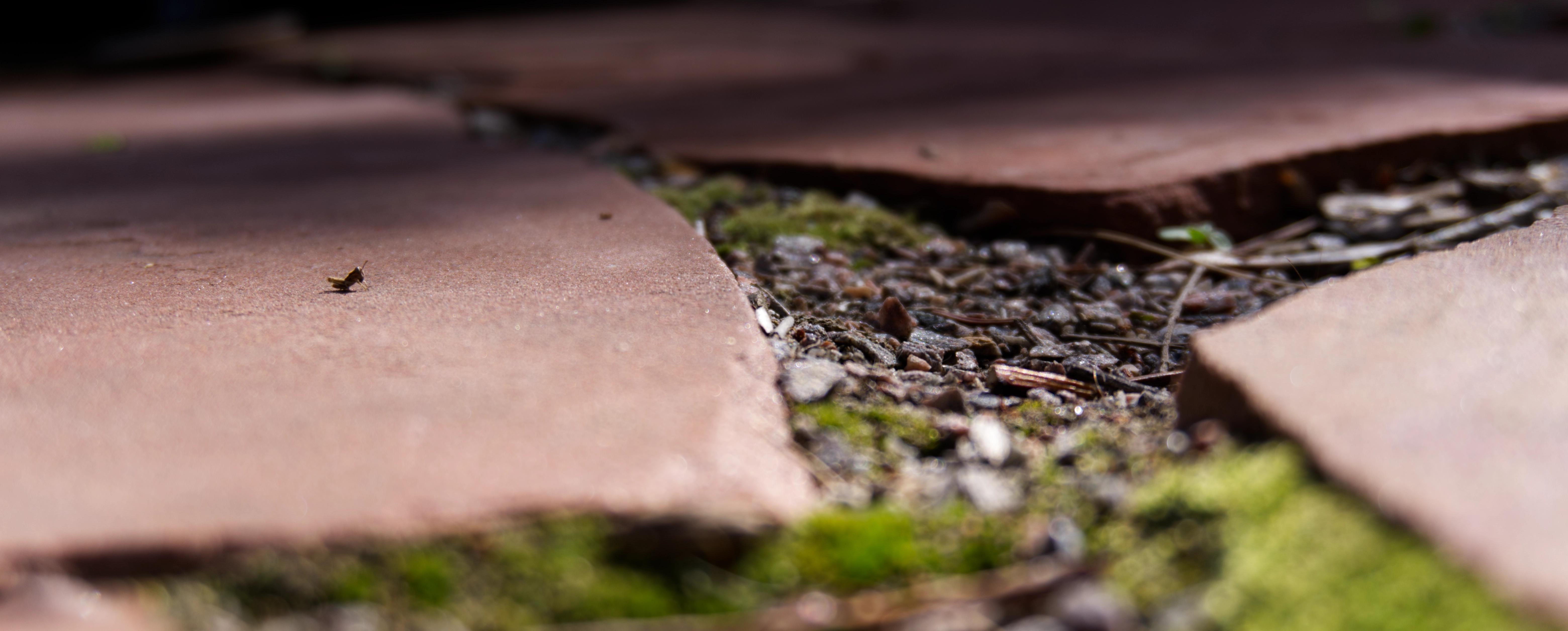 A small grasshopper sitting on a flagstone paver with moss growing around the edges