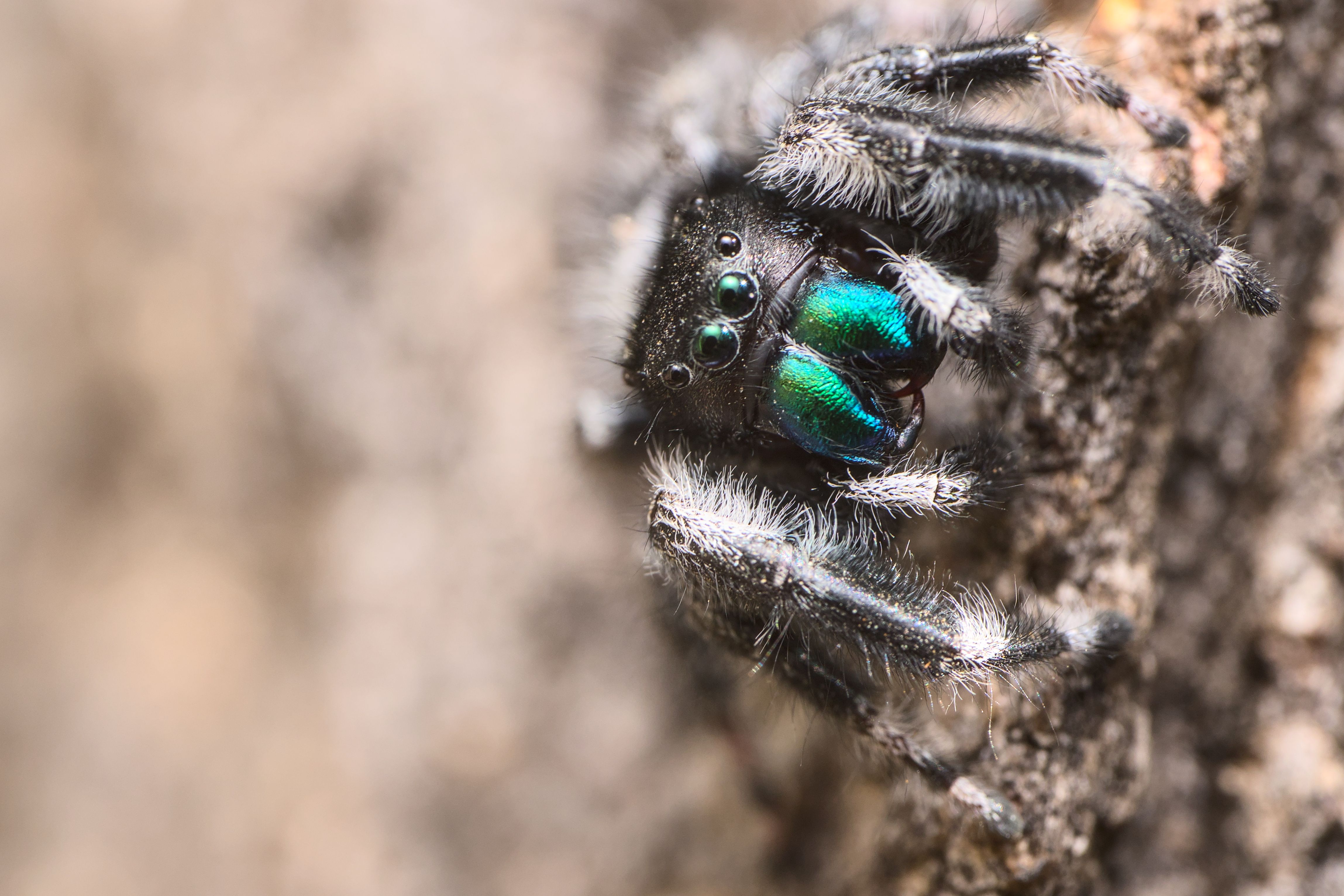 A bold jumping spider on a side of a tree