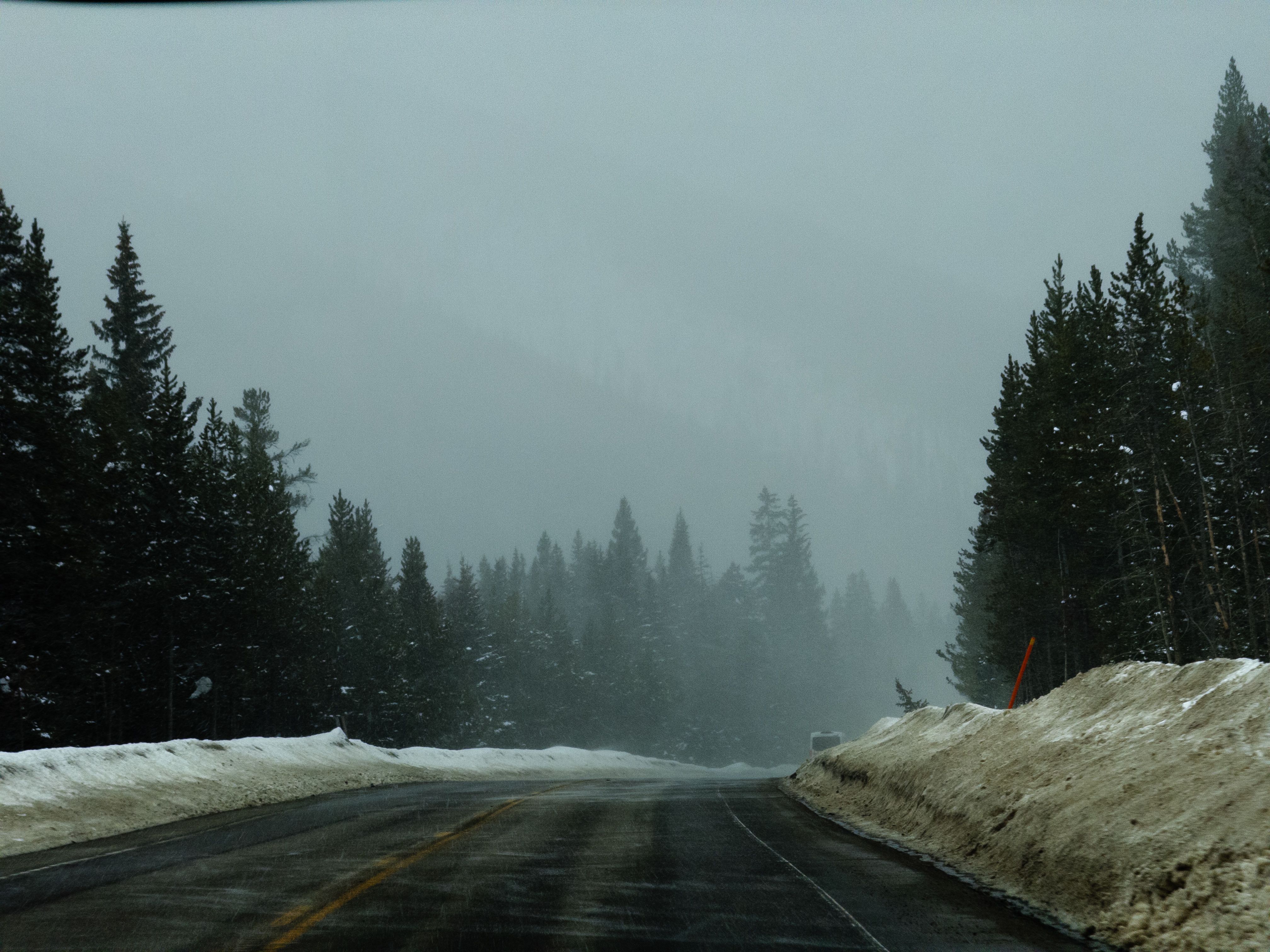 A pine-tree lined road while it is snowing