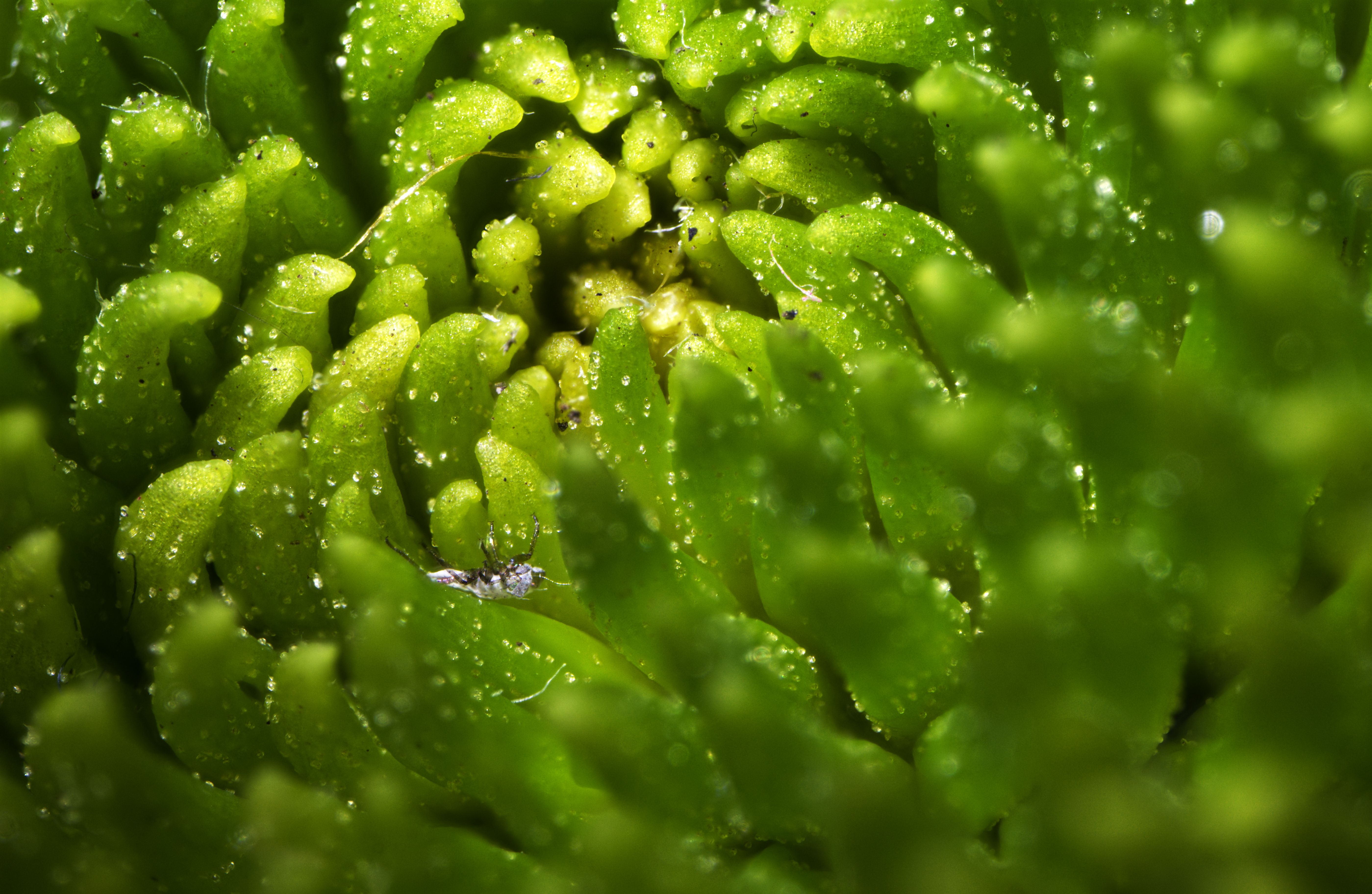 A small white dead insect upside down nestled in the green petals of a flower
