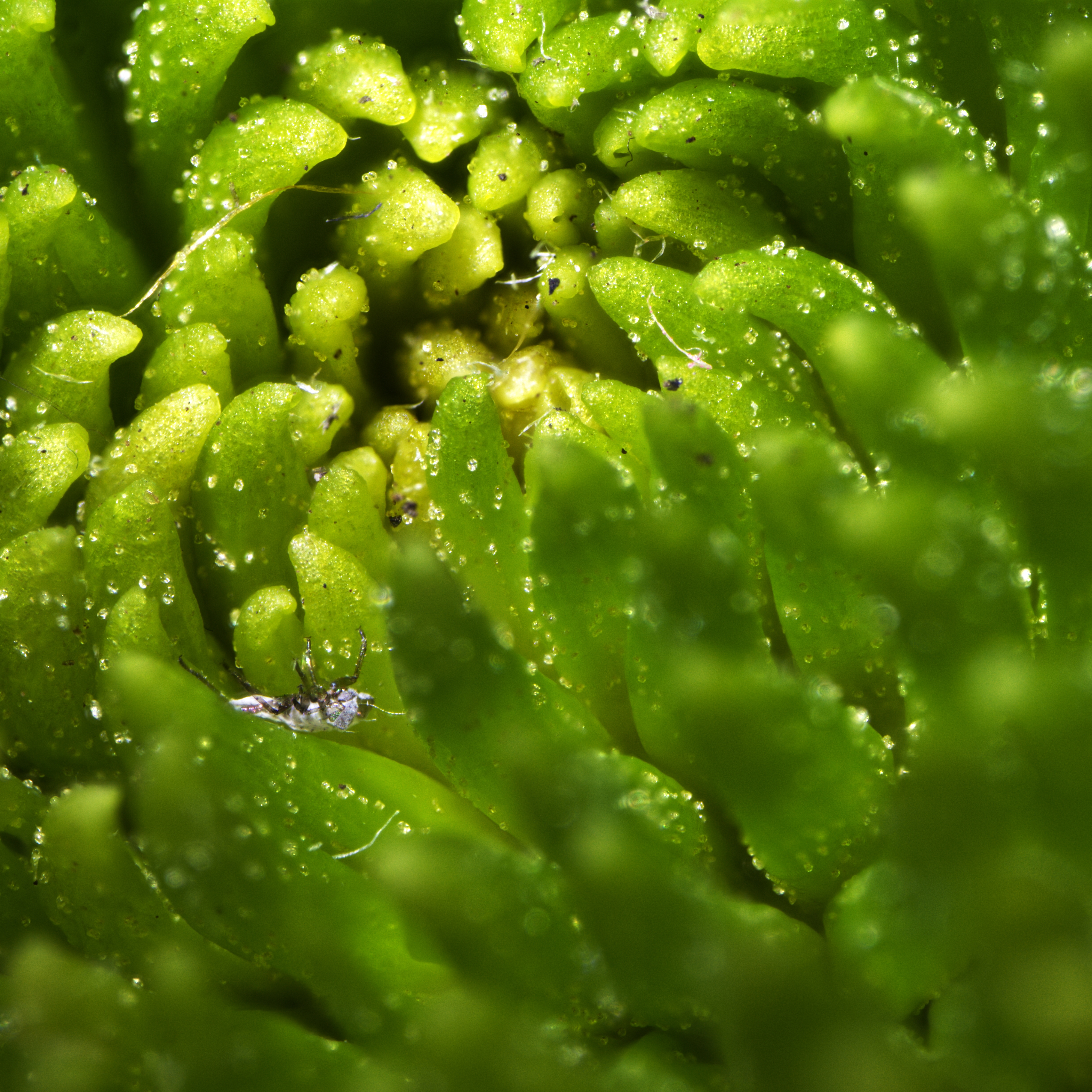 A small white dead insect upside down nestled in the green petals of a flower