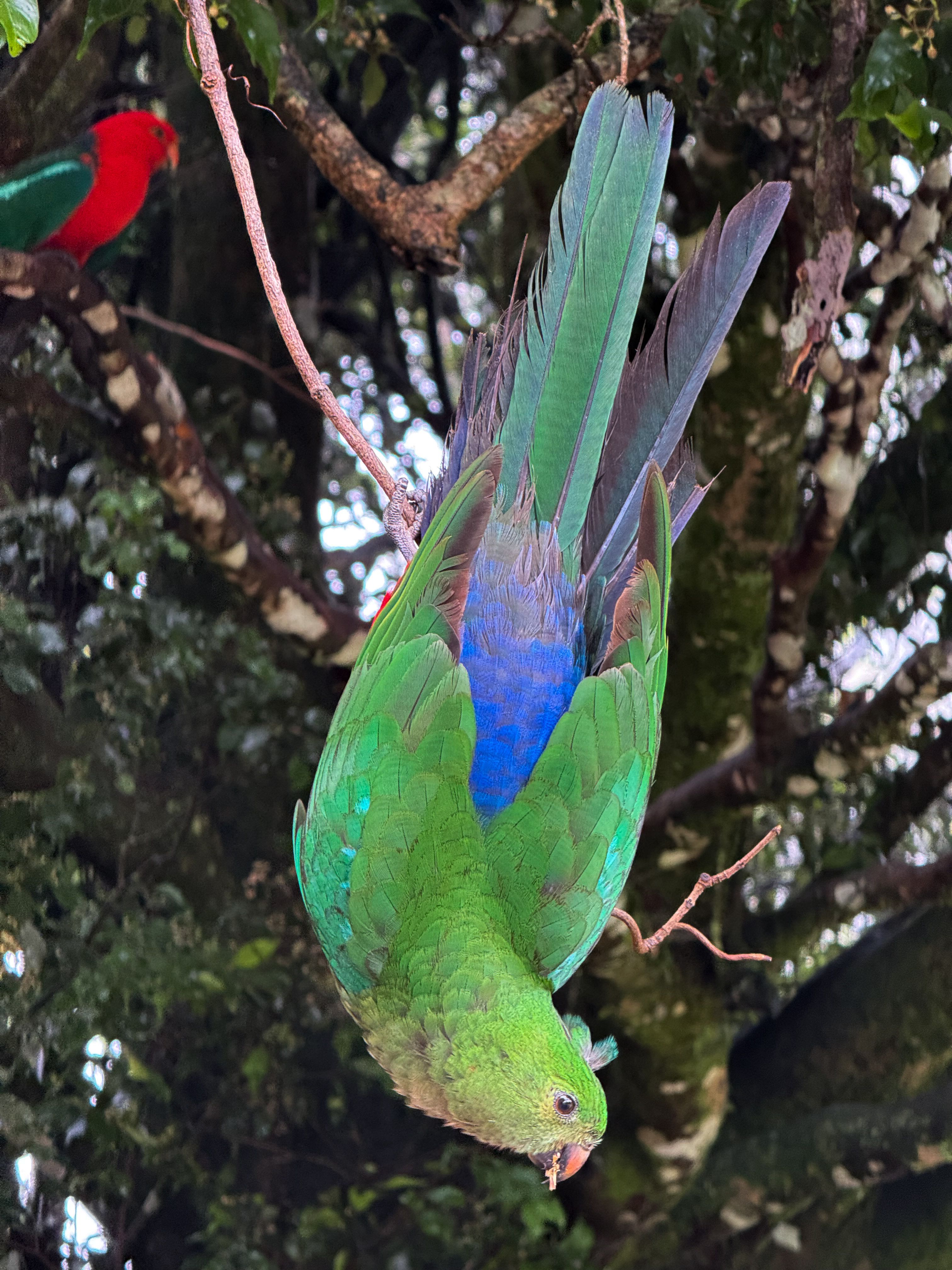 A green parrot hanging upside-down, holding a seed in its beak
