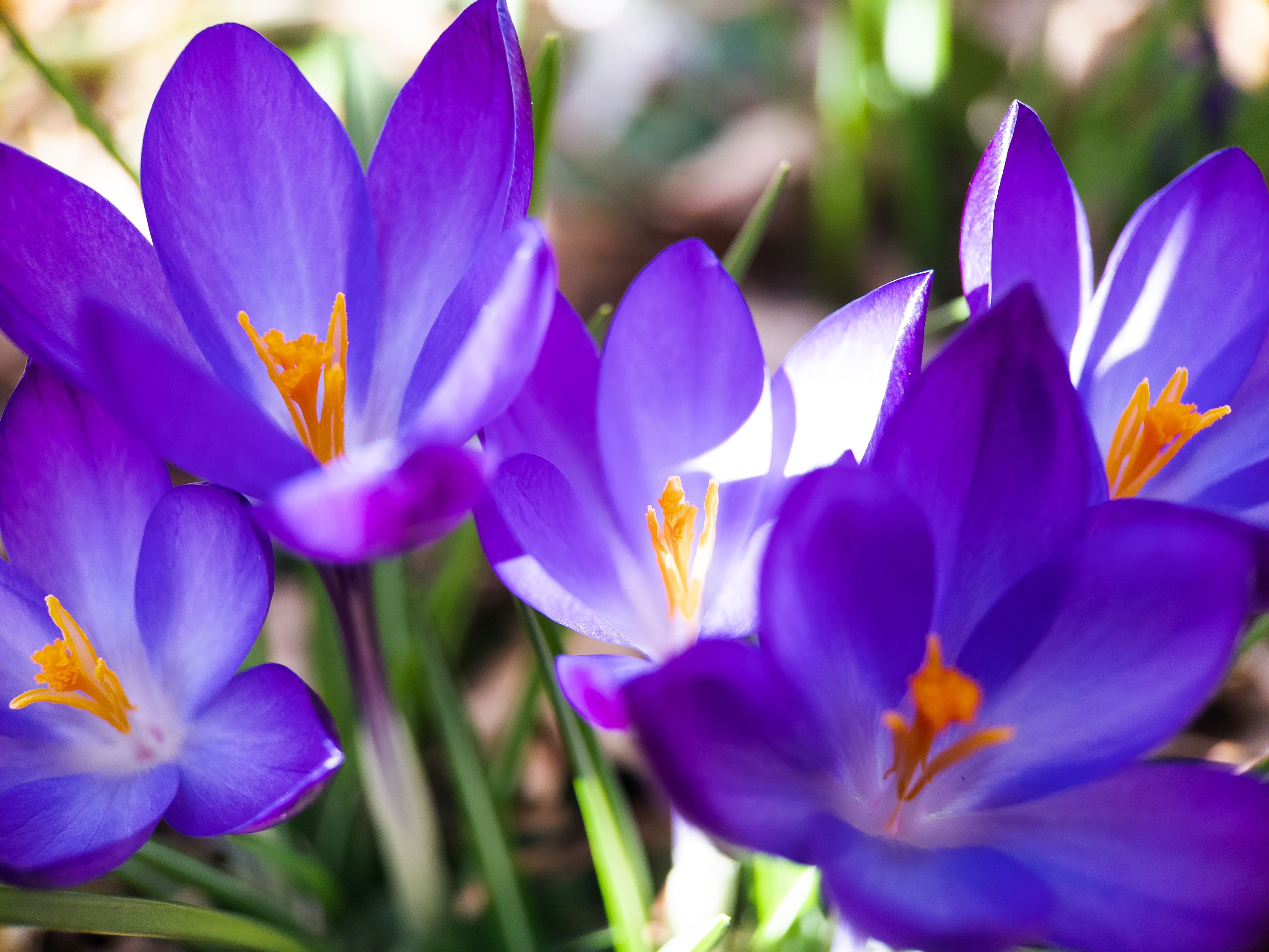 A close up picture of some purple crocuses