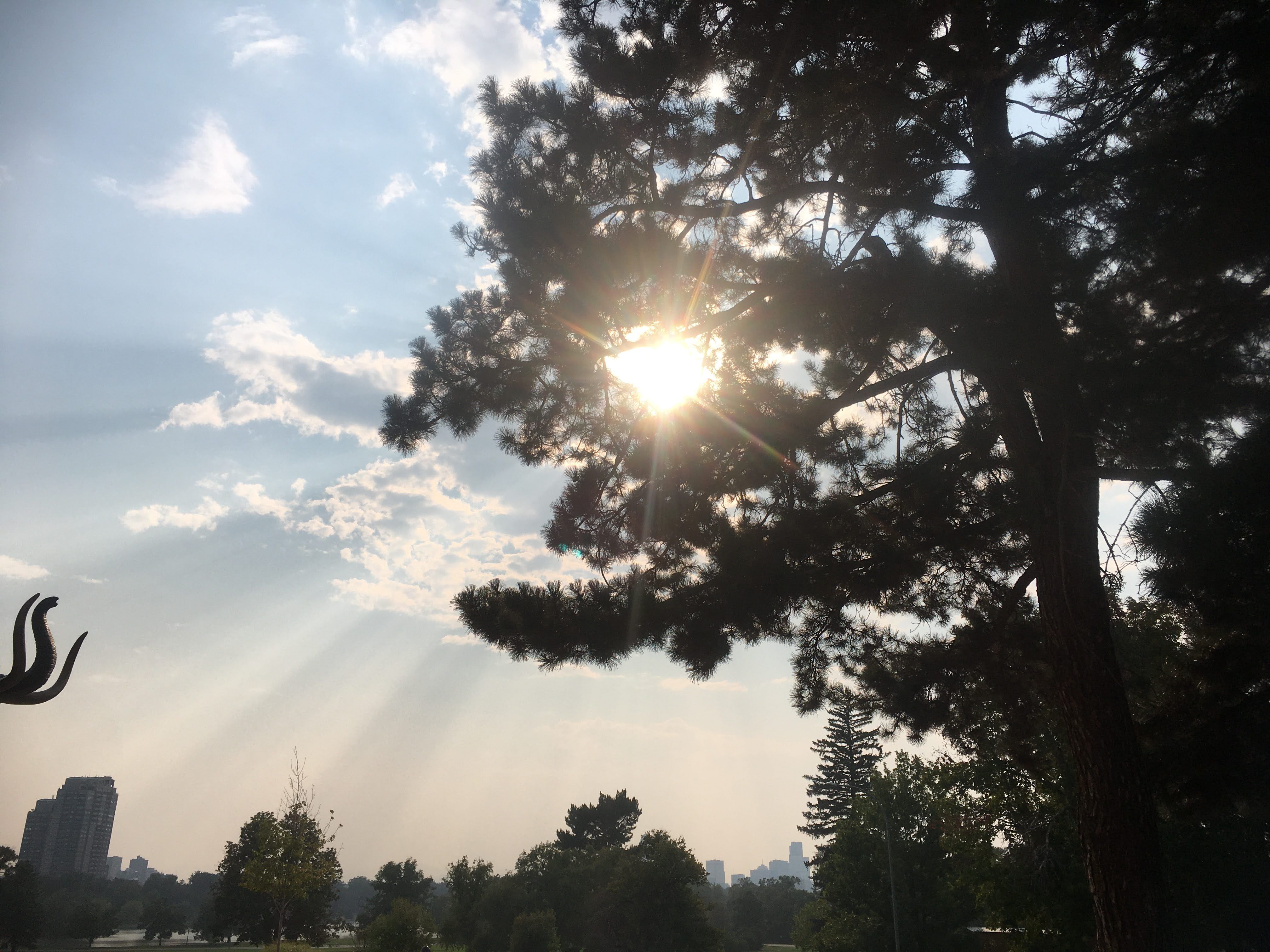 The sun shining through a tree, showing lots of sunbeams