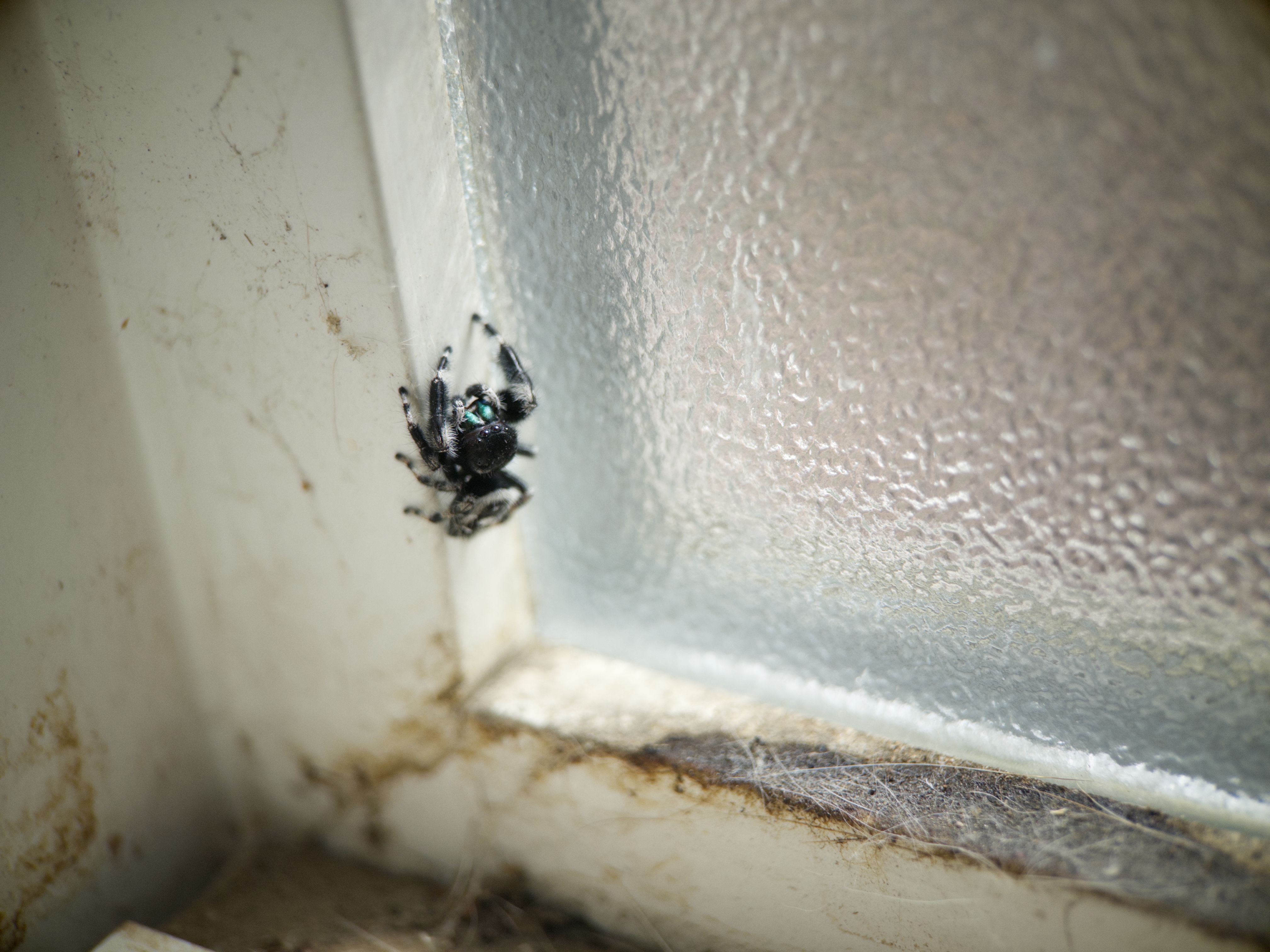 A black and white jumping spider with iridescent green mouth parts sitting next to a window